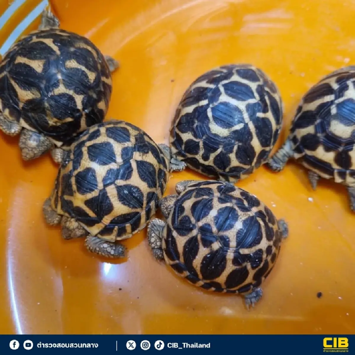 รวบ 3หนุ่ม แก๊งไต้หวัน ค้นเจอเต็ม ๆ 53 ตัว ตามร่างกาย น่าสงสารมาก