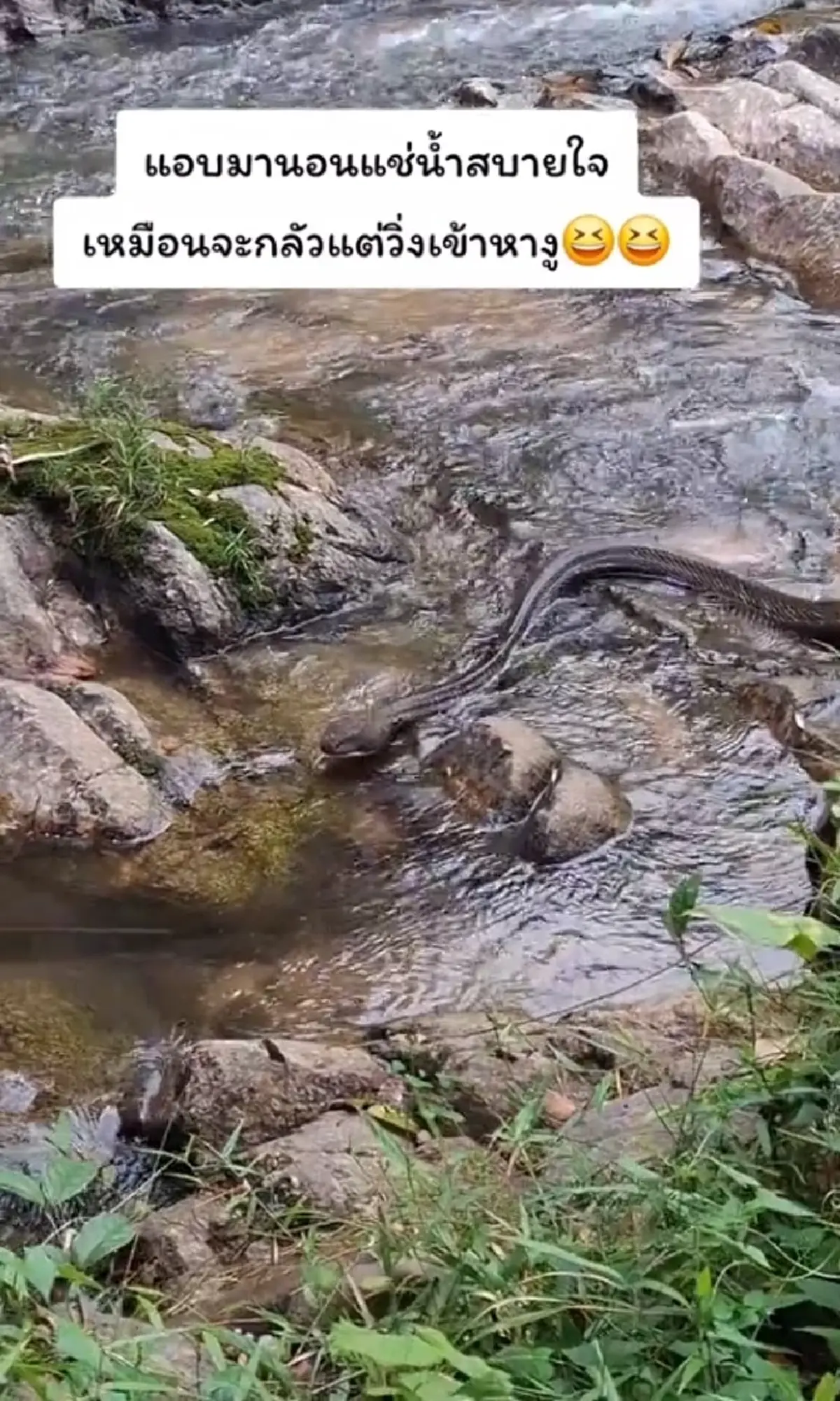 ขนลุกซู่ สาวมาเที่ยวน้ำตก เจอเจ้าถิ่นตัวใหญ่ นอนแช่น้ำฉ่ำ