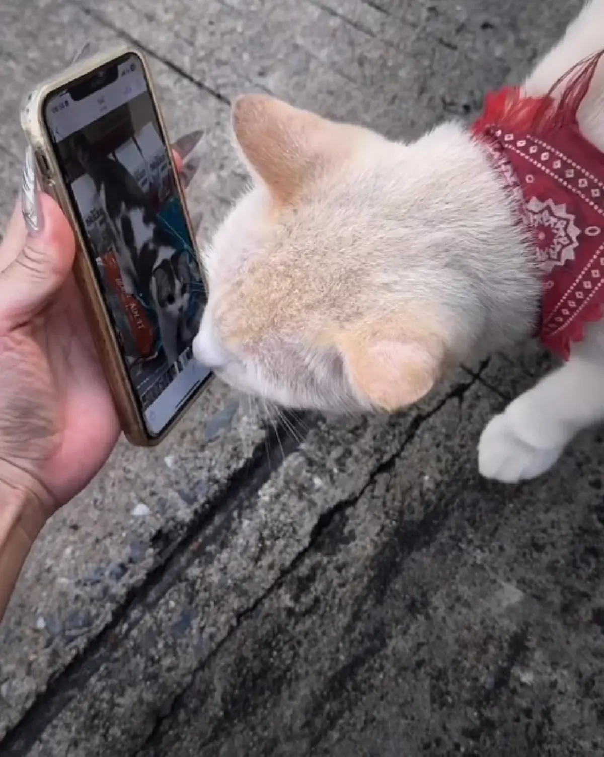 สาวบอกแมวจรช่วยตามหาลูกที่หายปริศนา ผลสุดท้าย ชาวเน็ตน้ำตาไหล