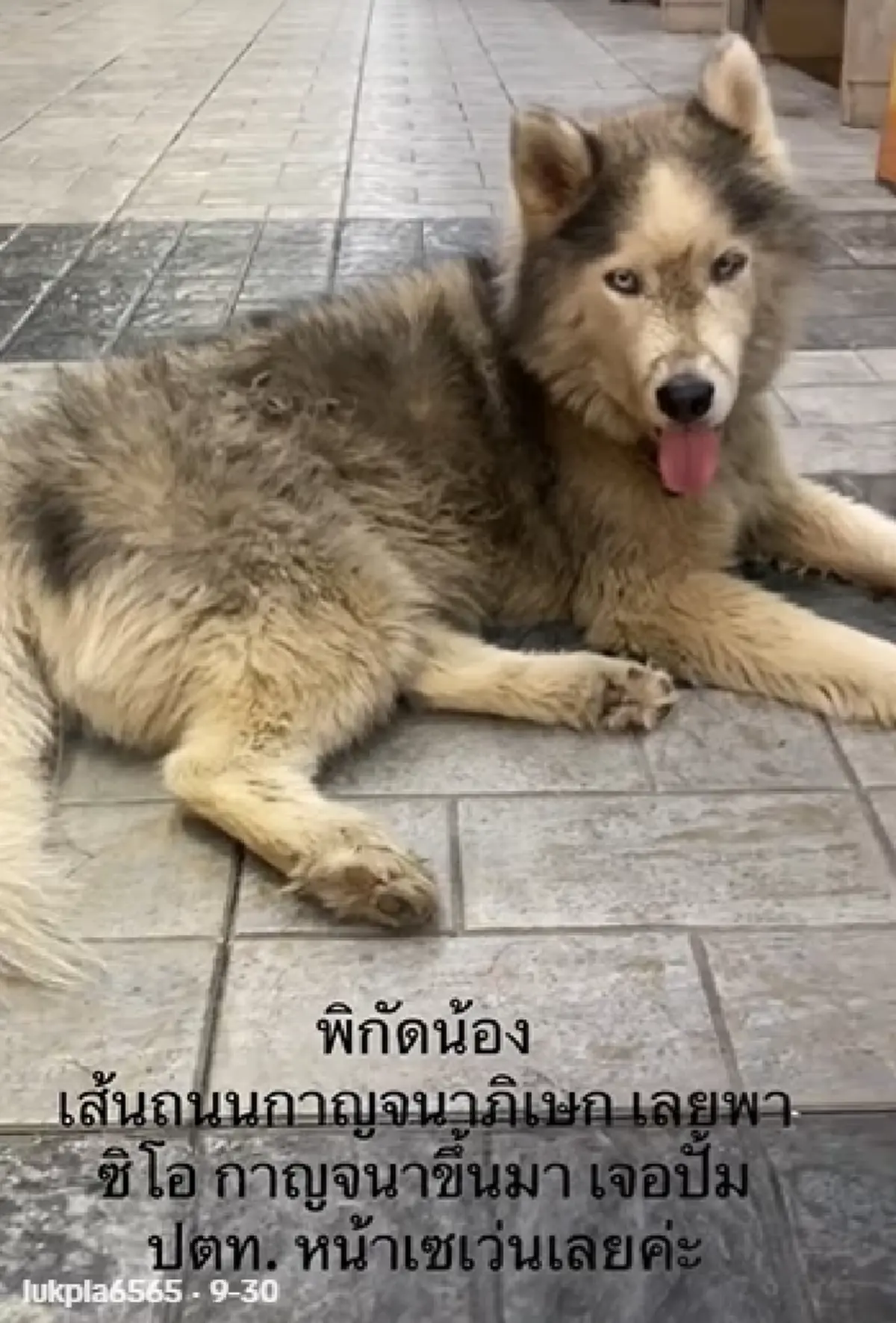 คดีพลิก“ไซบีเรียน”น่าสงสารไม่ได้หลง ระดับลูกท่านปธ.ปลอมตัวมา