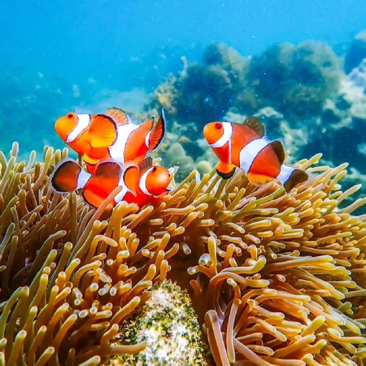 ปรับอ่วม 1 แสน! เตือน"นทท." ห้ามใช้ครีมกันแดดมีสารทำลายปะการัง