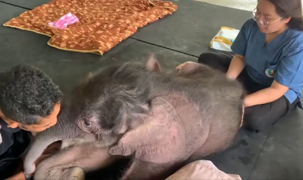 น้องข้าวต้ม ดีขึ้น ล่าสุดทีม มช. ร่วมฟื้นกล้ามเนื้อเต็มกำลัง