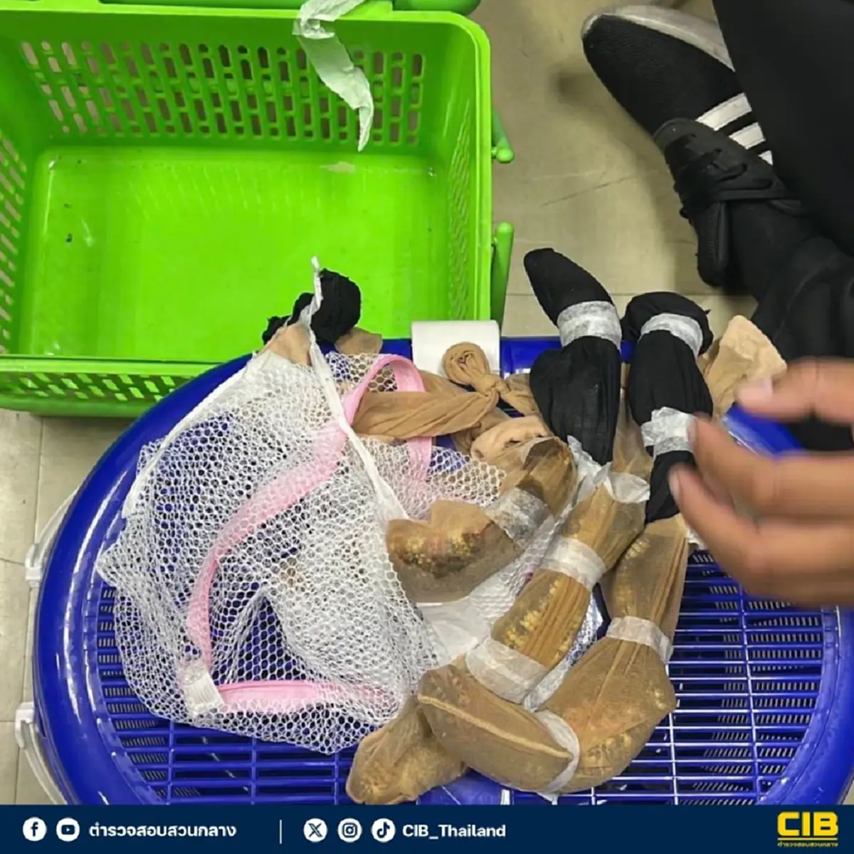 รวบ 3หนุ่ม แก๊งไต้หวัน ค้นเจอเต็ม ๆ 53 ตัว ตามร่างกาย น่าสงสารมาก
