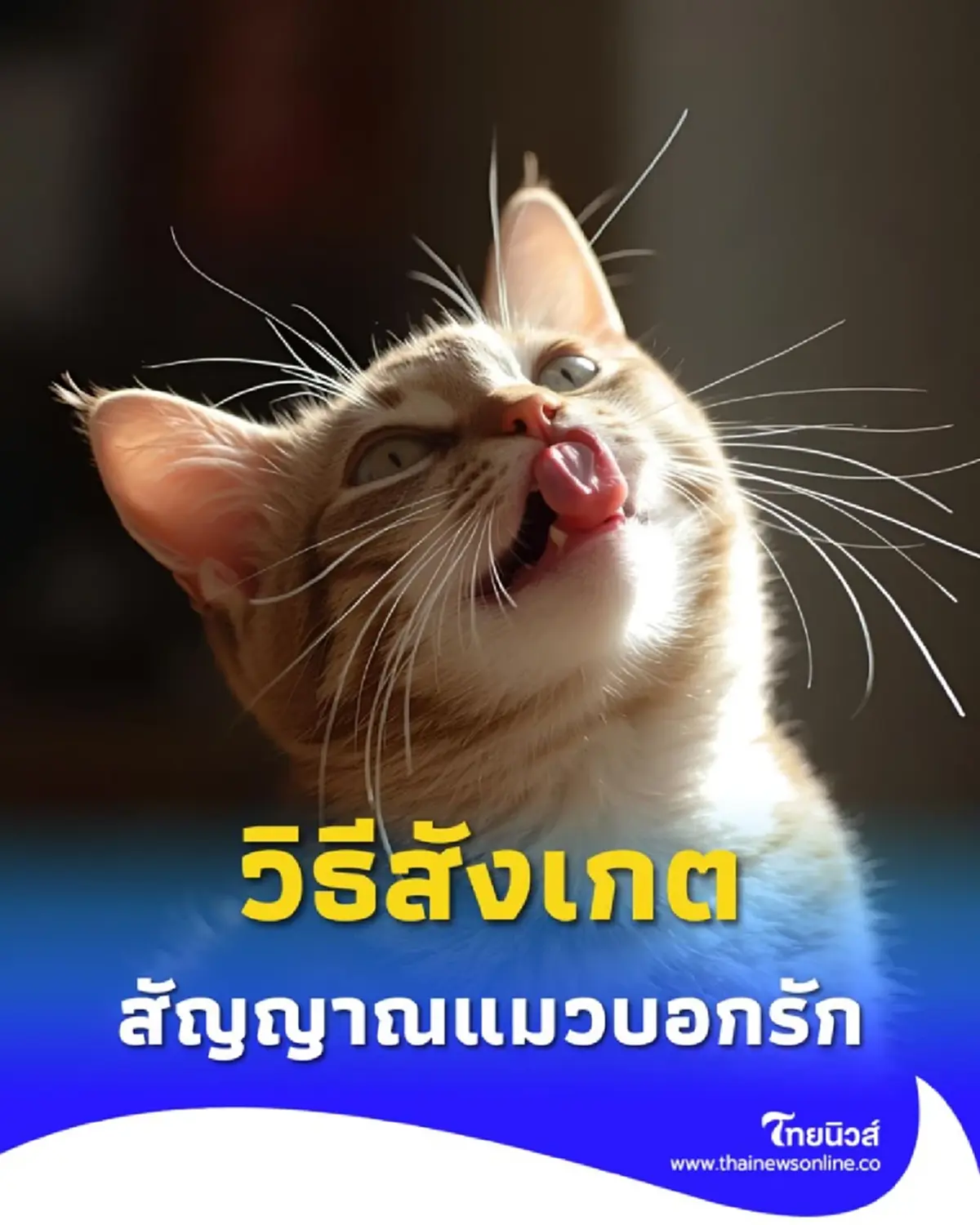 พาส่อง 7 ภาษากาย วิธีสังเกตแมวบอกรัก สัญญาณที่ทาสควรรู้