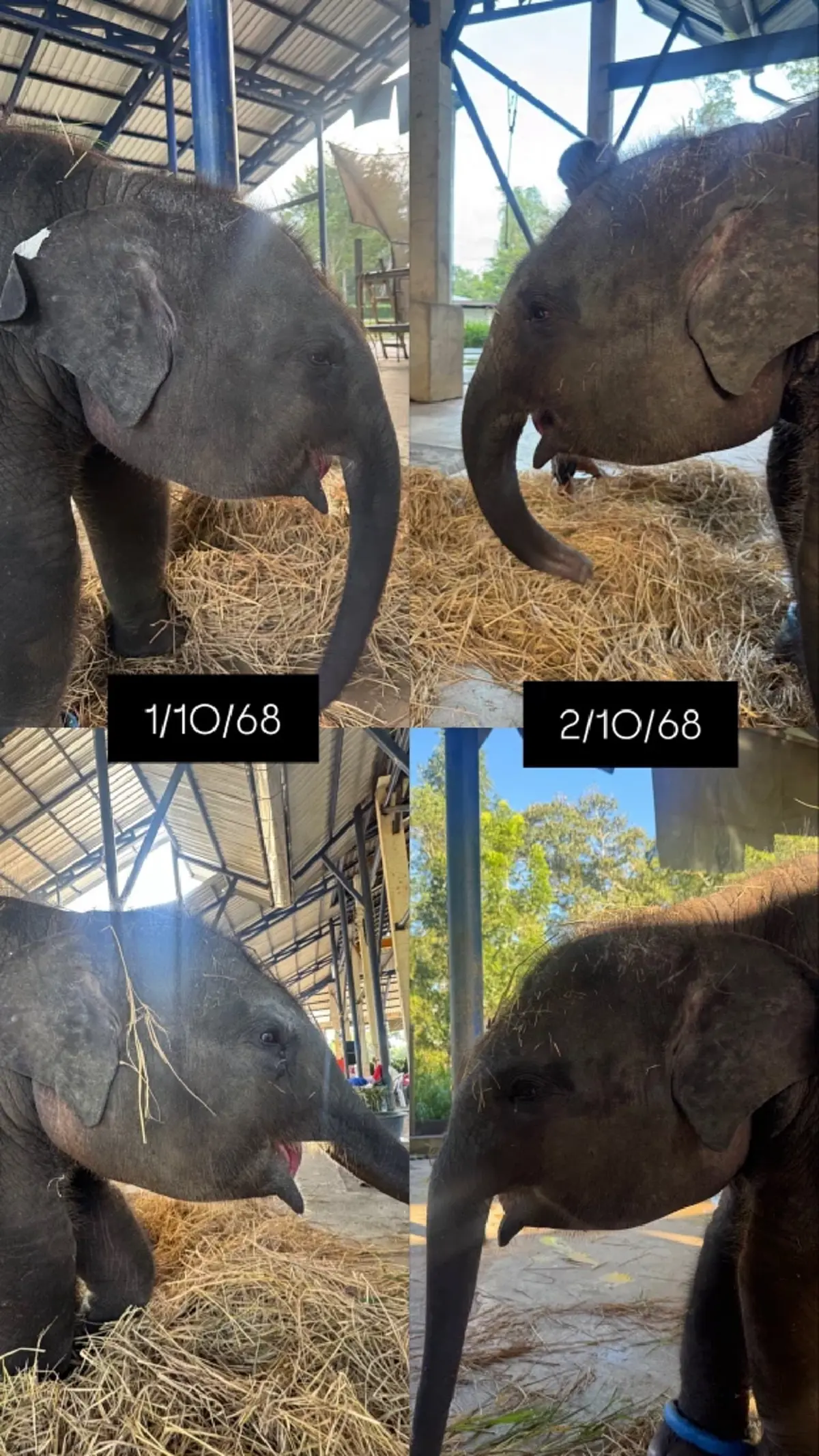 สู้กันต่อ น้องต้นหนาว อาการยังทรงๆ เจอช้างเลือดเข้ากันแค่ 1 เชือก