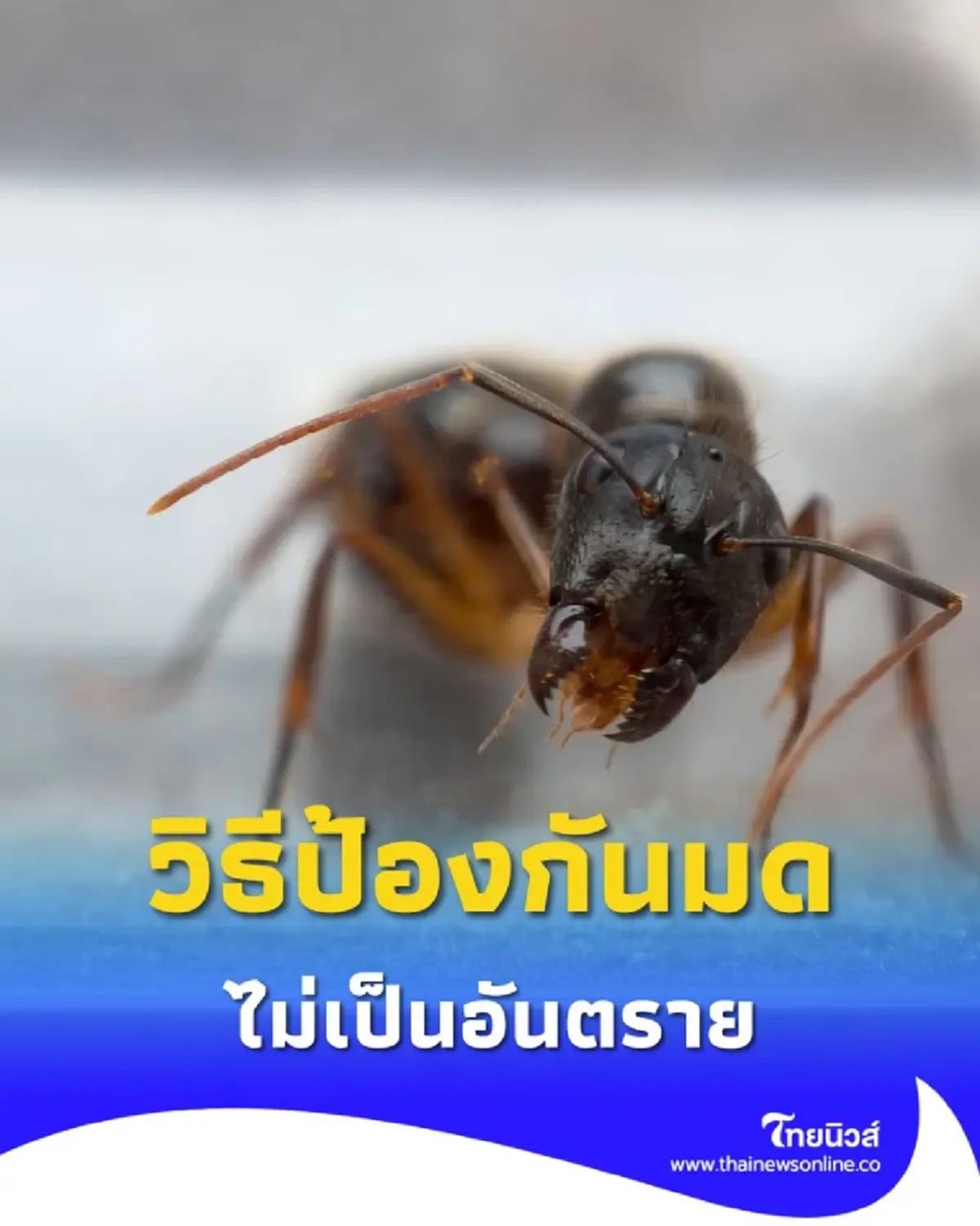 วิธีป้องกันมดแบบง่ายๆ และไม่เป็นอันตรายกับคนและสัตว์เล็ก