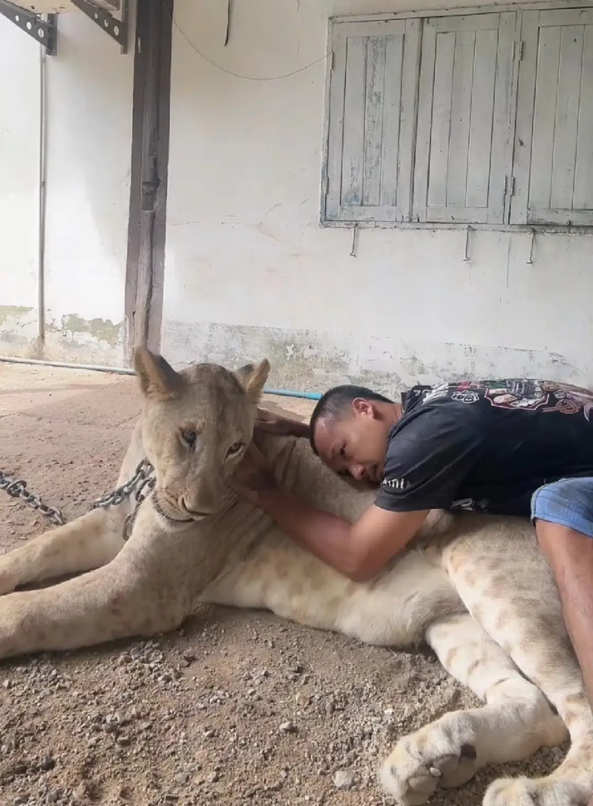 อินฟลูฯดัง ขอโทษสังคม สิงโตหลุดทำร้ายคน พร้อมจบเรื่องด้วยตัวเอง