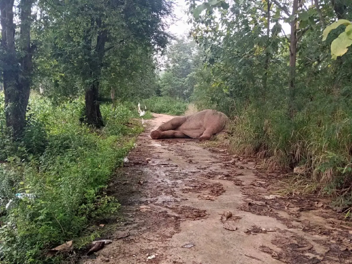 รู้แล้ว ช้างป่าตัวไหนโดนไฟช็อตเจ็บหนัก ที่แท้ตัวตึงเขาใหญ่