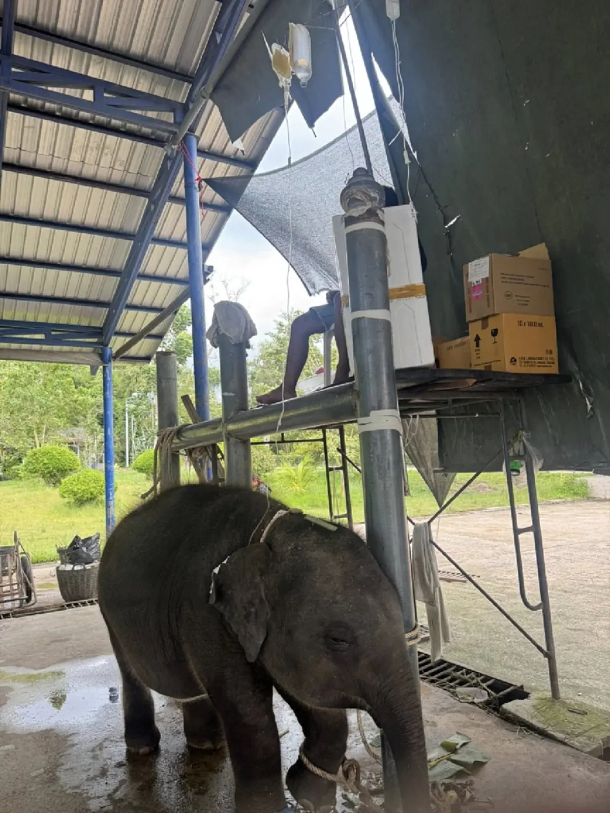 บีบใจหนัก ผลตรวจอัยวะภายใน น้องต้นหนาว ลูกช้างป่วยเฮอร์ปีส์