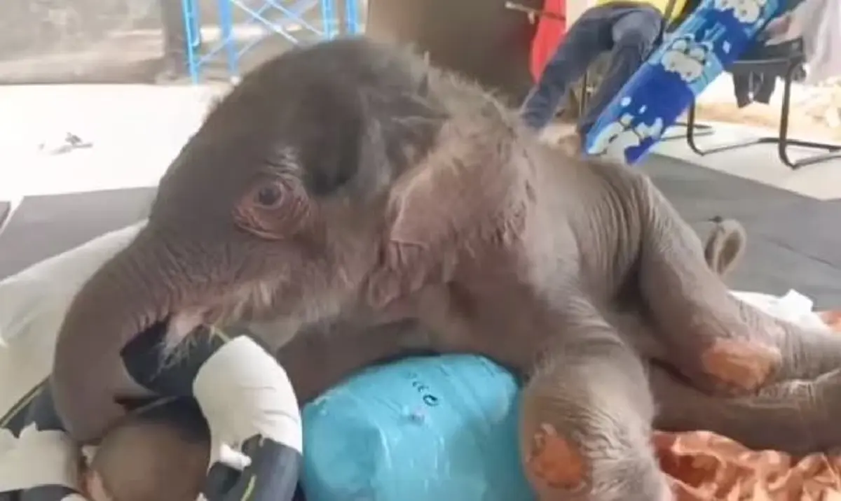 น้องข้าวต้ม มีสัญญาณดี พยายามลุกยืนเอง ยอมหัวใจหนูเลย