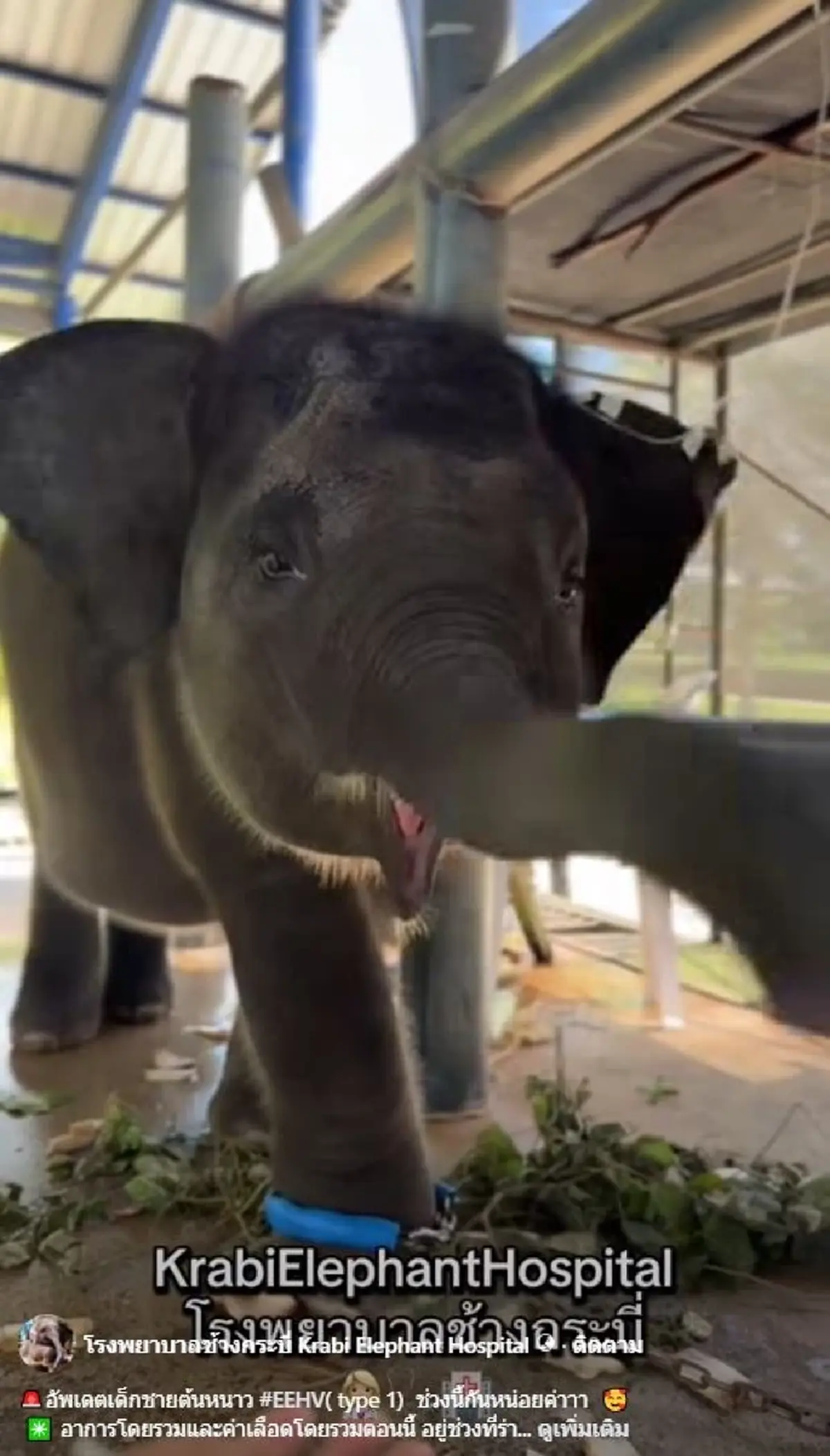 มาแล้ว คลิปแรก น้องต้นหนาว หลังพ้นวิกฤติ เล่นเอาใจละลาย 