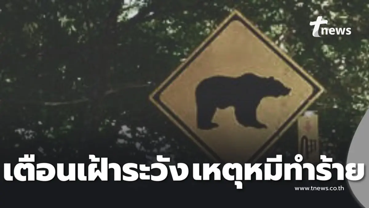 ญี่ปุ่นเฝ้าระวังภัยใกล้ตัว หมีทำร้ายคน ในญี่ปุ่น 70% เกิดใกล้ชุมชน