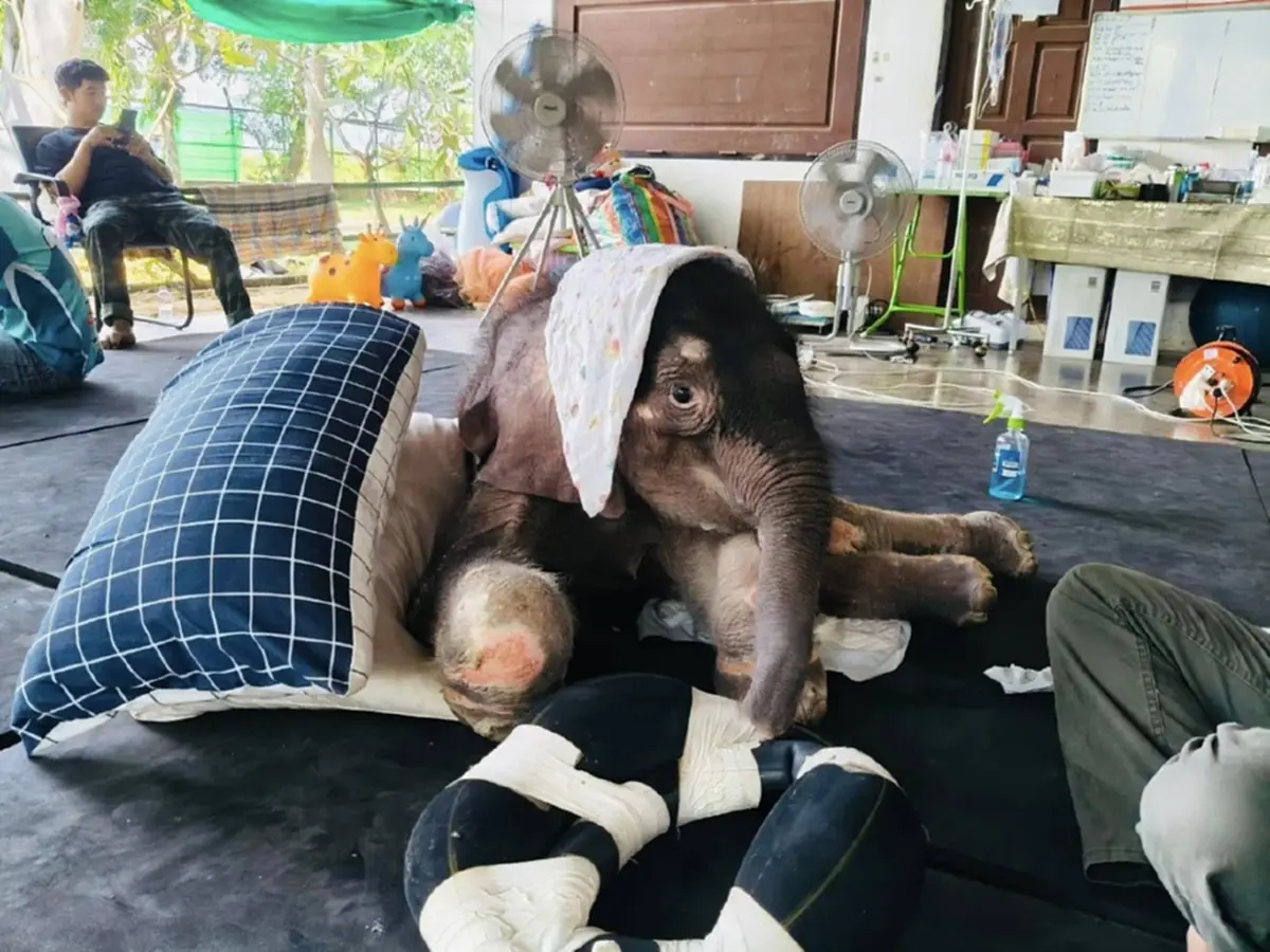 น่าห่วง อาการล่าสุด น้องข้าวต้ม ลูกช้างพลัดหลง มีแรงน้อยลง