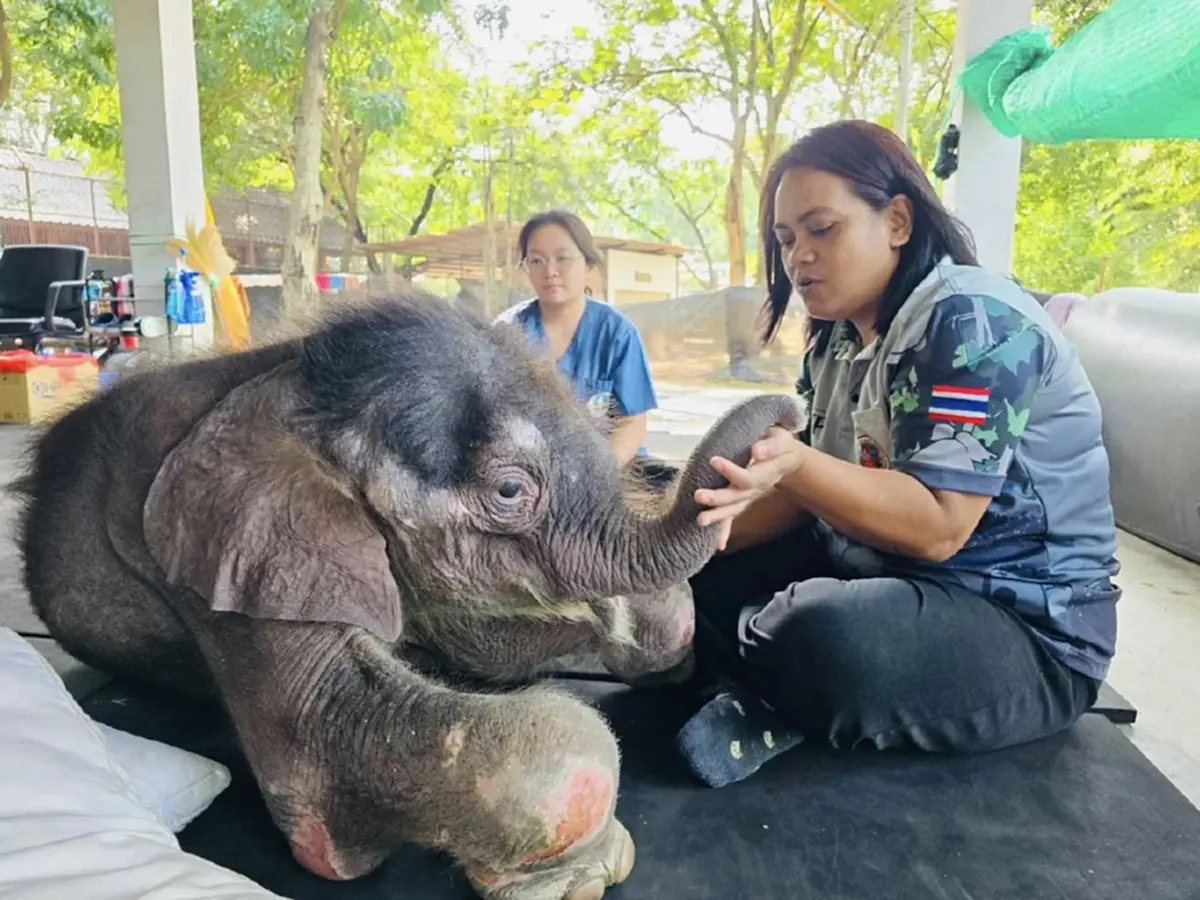 น่าห่วง อาการล่าสุด น้องข้าวต้ม ลูกช้างพลัดหลง มีแรงน้อยลง