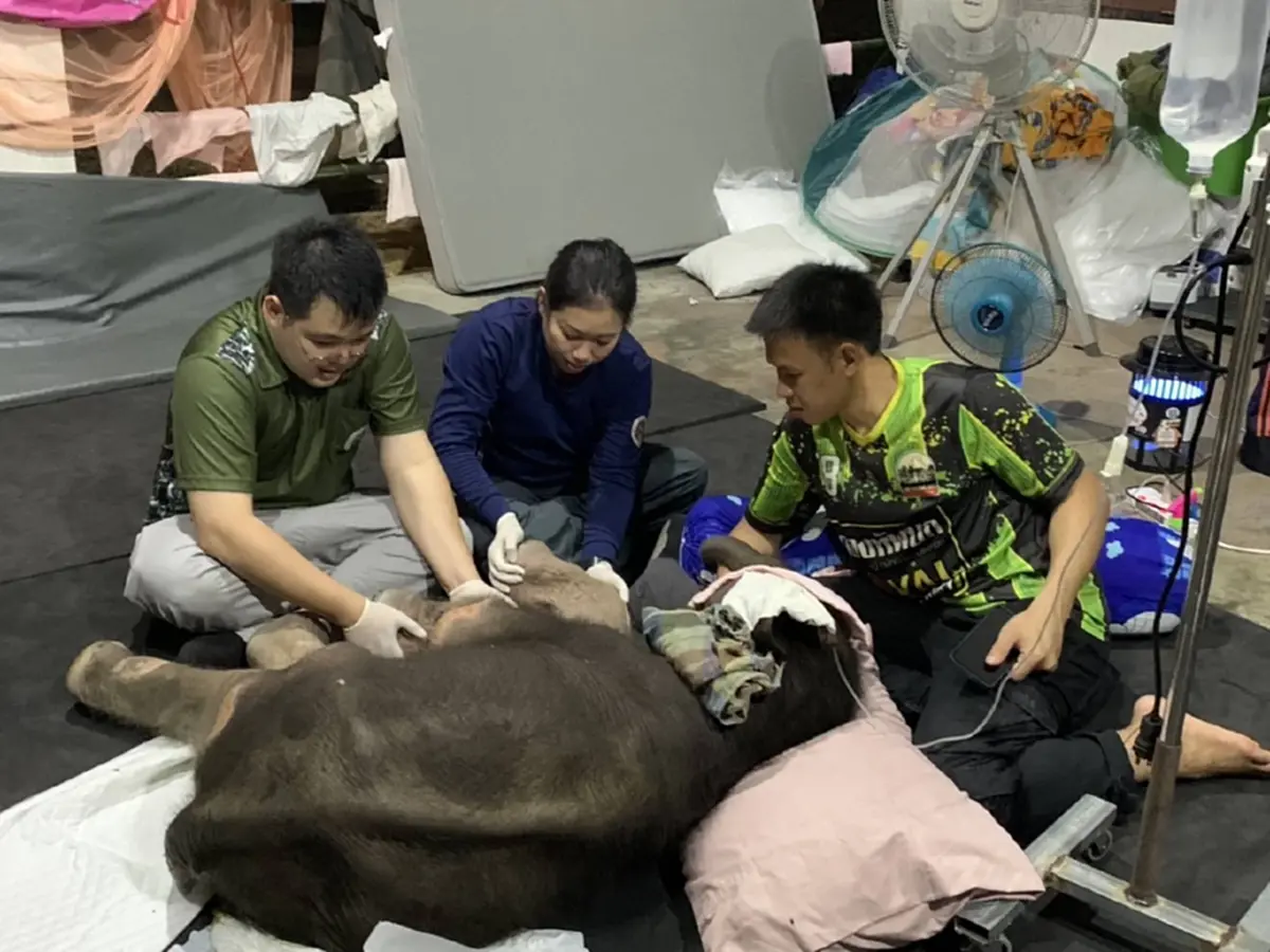 แม่ๆได้เฮ อาการล่าสุด น้องข้าวต้ม ลูกช้างพลัดหลง ใจฟูไม่ไหว