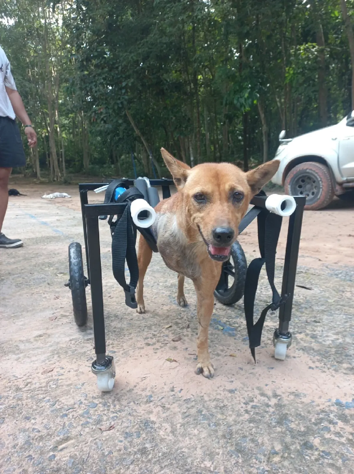 หมาชายแดน หาบ้าน เสียขาหน้า ตชด.ช่วยจากกับดักนายพรานเขมร