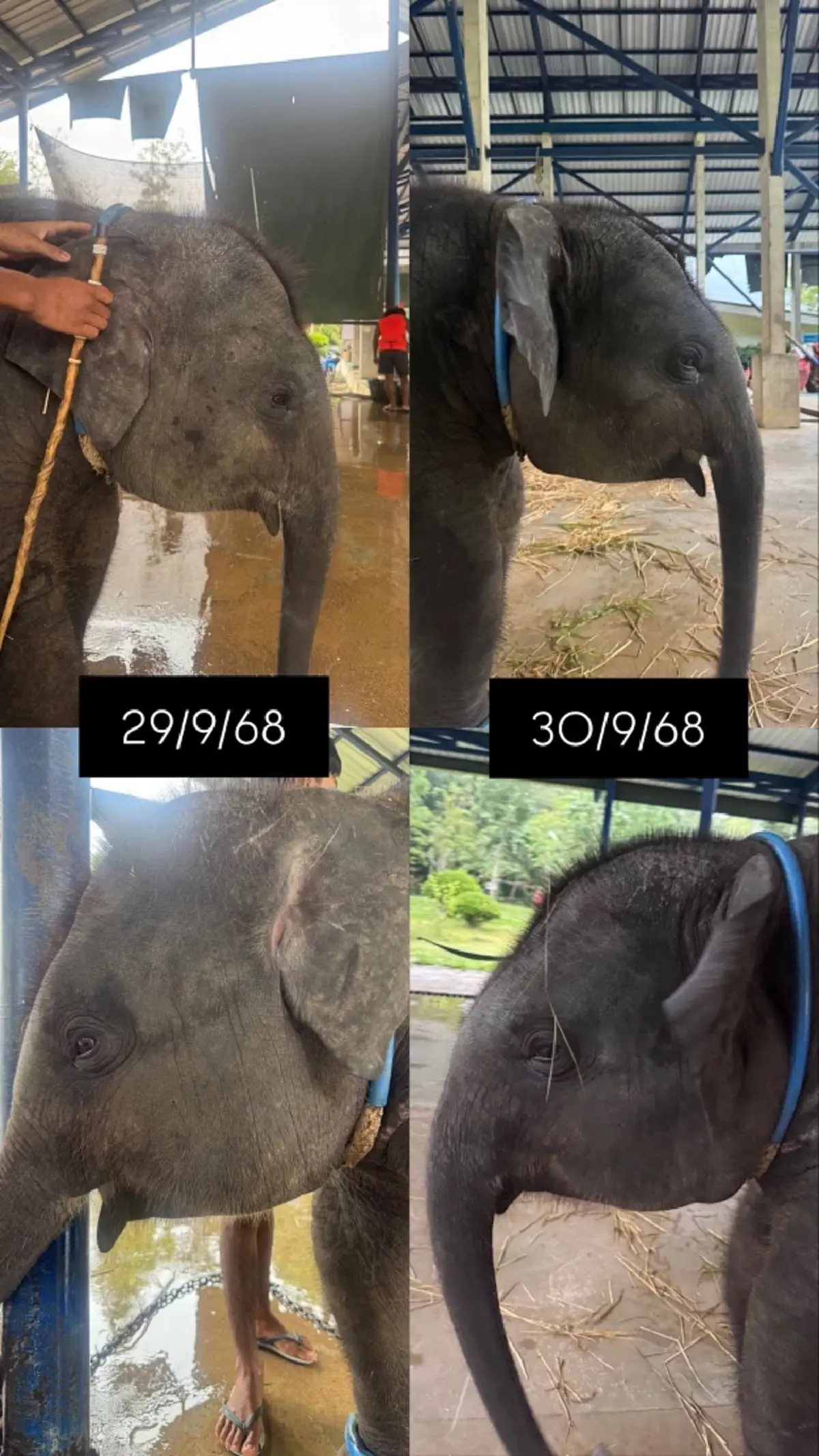 บีบใจหนัก ผลตรวจอัยวะภายใน น้องต้นหนาว ลูกช้างป่วยเฮอร์ปีส์