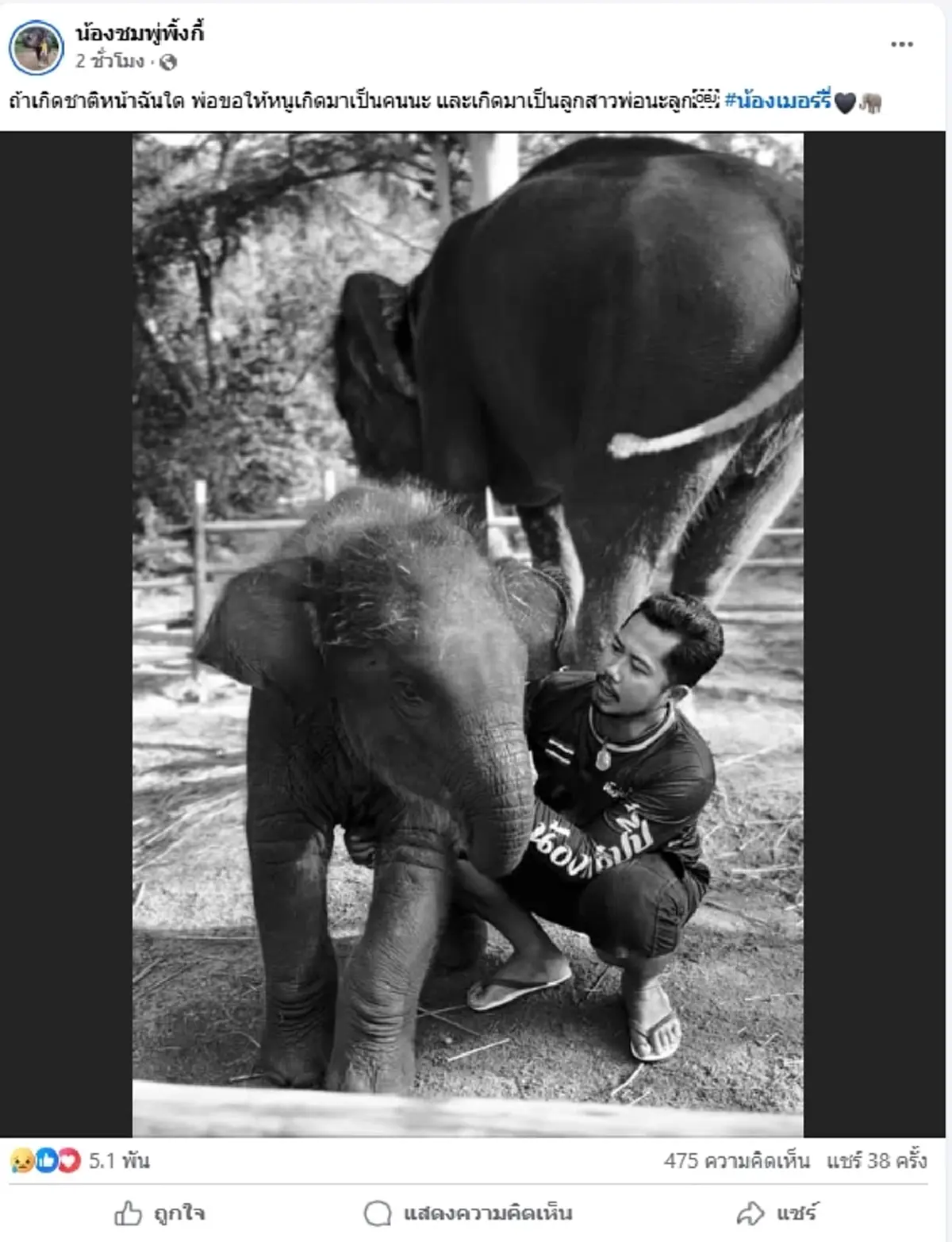 สุดยื้อ "น้องเมอร์รี่" ช้างน้อยขวัญใจโซเชียล กลับดาวแล้ว