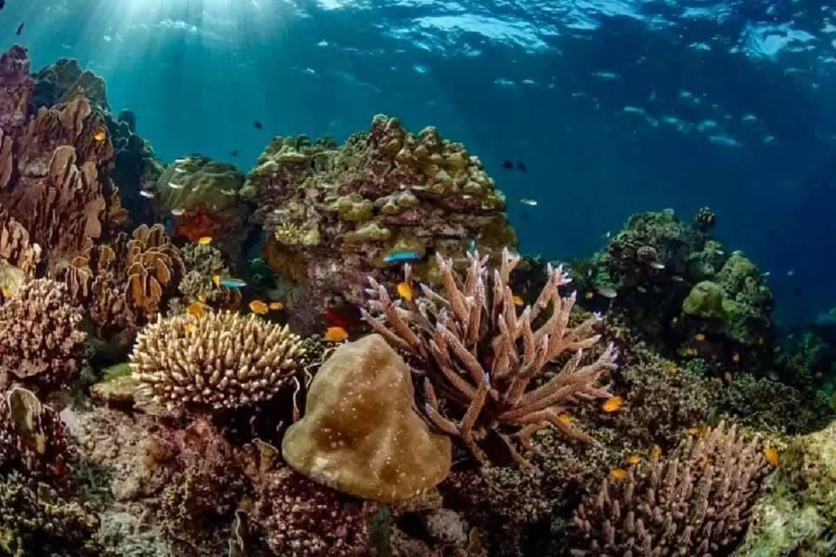 ปรับอ่วม 1 แสน! เตือน"นทท." ห้ามใช้ครีมกันแดดมีสารทำลายปะการัง