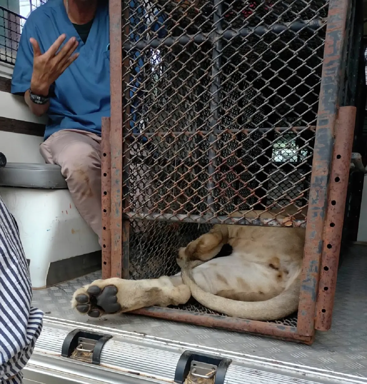 ภาพล่าสุดสิงโตหลุดไปกัดชาวบ้าน จะไม่ได้อยู่ในบ้านเดิมอีกต่อไป