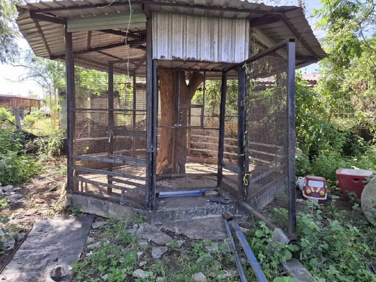 เปิดภาพกรงสิงโตของอินฟลูฯดัง หลังหลุดไปขย้ำเด็กบาดเจ็บ