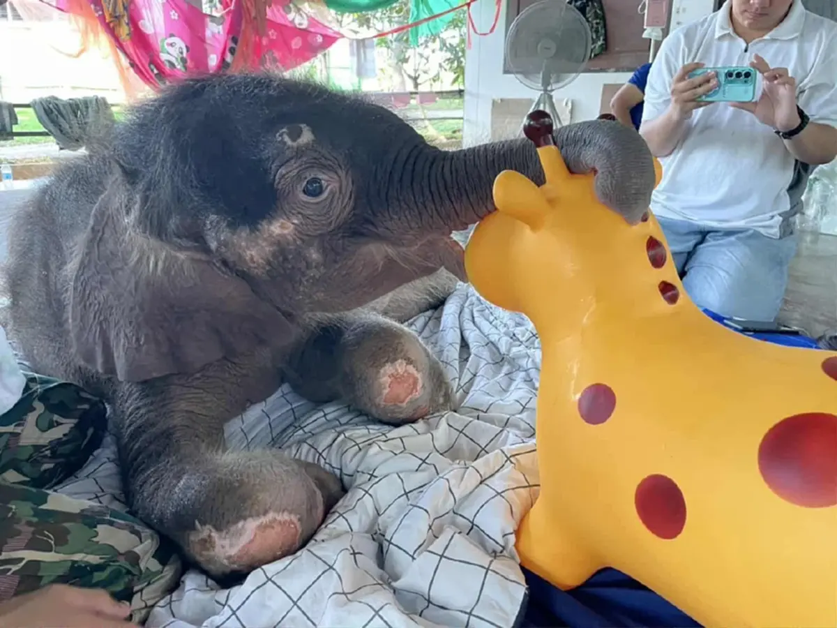 น้องข้าวต้ม ดีขึ้น ล่าสุดทีม มช. ร่วมฟื้นกล้ามเนื้อเต็มกำลัง