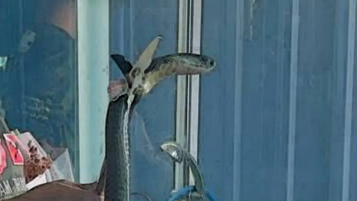 ดราม่าแล้ว นิค ชมงาม ล่าสุดหลังออกมาพูดเรื่องงูเห่ากัดหลานยาย