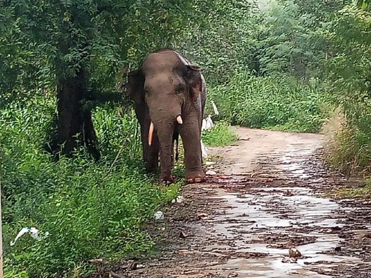 เจอแล้ว พลายเบี่ยงใหญ่ อาการล่าสุด หลังถูกไฟช็อต ก่อนหนีเข้าป่า