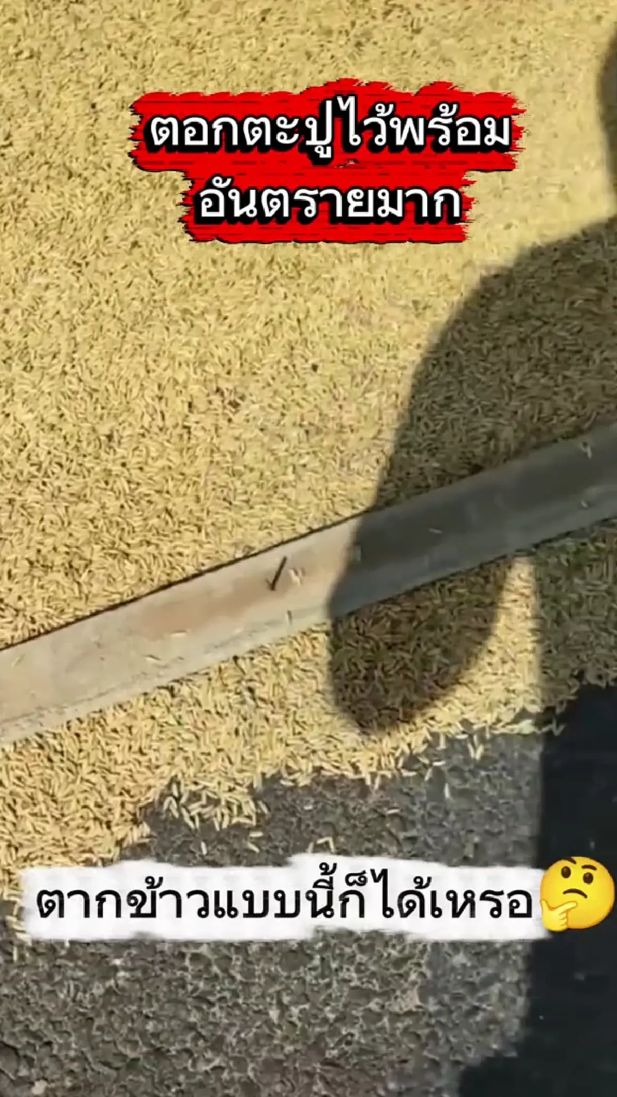 แบบนี้ก็ได้? ตากข้าวบนถนน แถมวางไม้ตะปูชี้ขึ้นป้องกันรถทับข้าว
