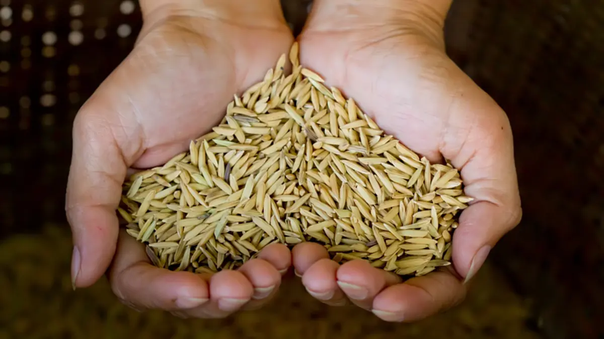 ชาวนาเดือดร้อนหนัก ราคาข้าวต่ำสุดในรอบปี ไม่พอจ่ายต้นทุน