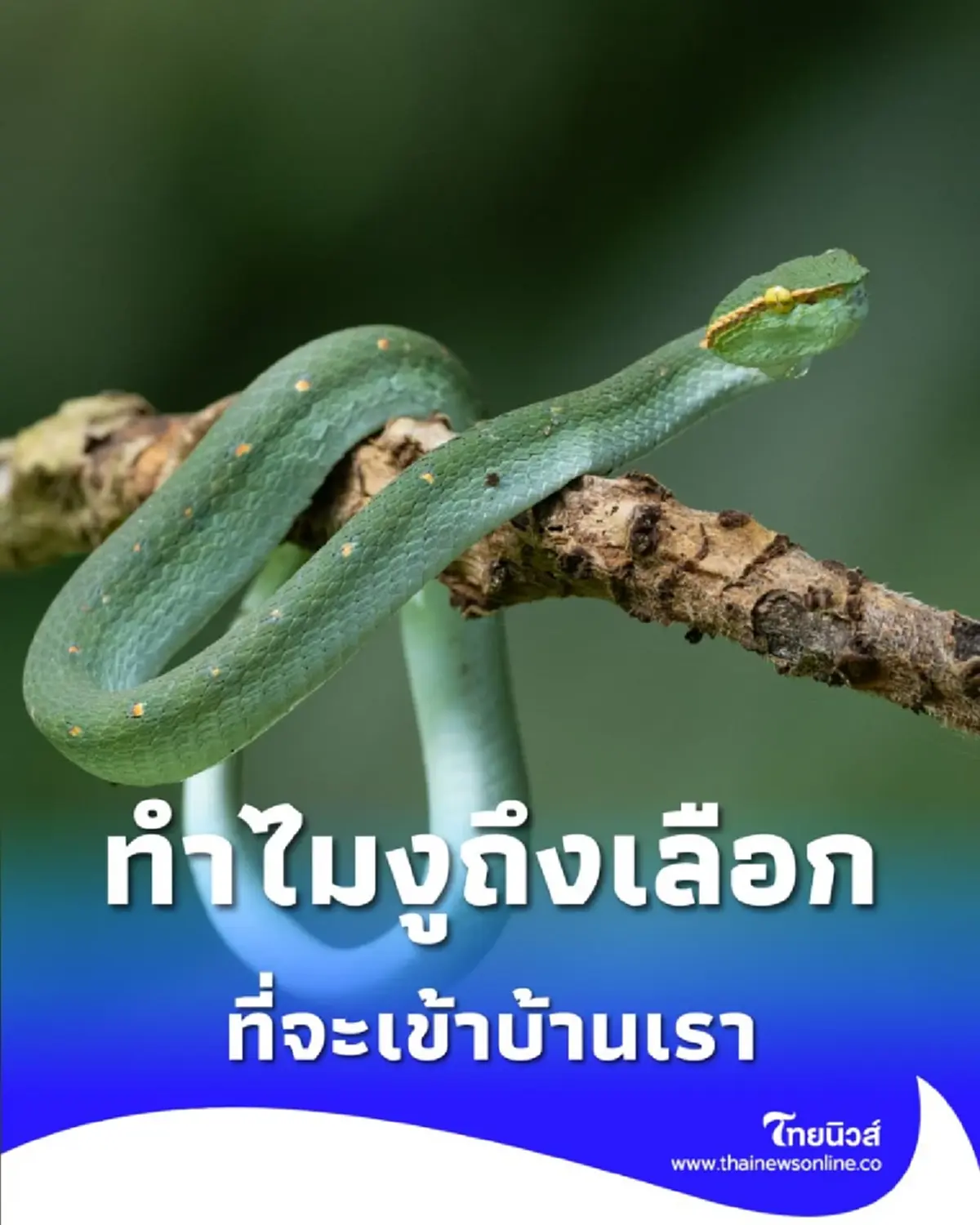 ทำไมงูชอบเข้าบ้าน มี 5 สาเหตุหลักที่คุณอาจเผลอสร้างไว้ 