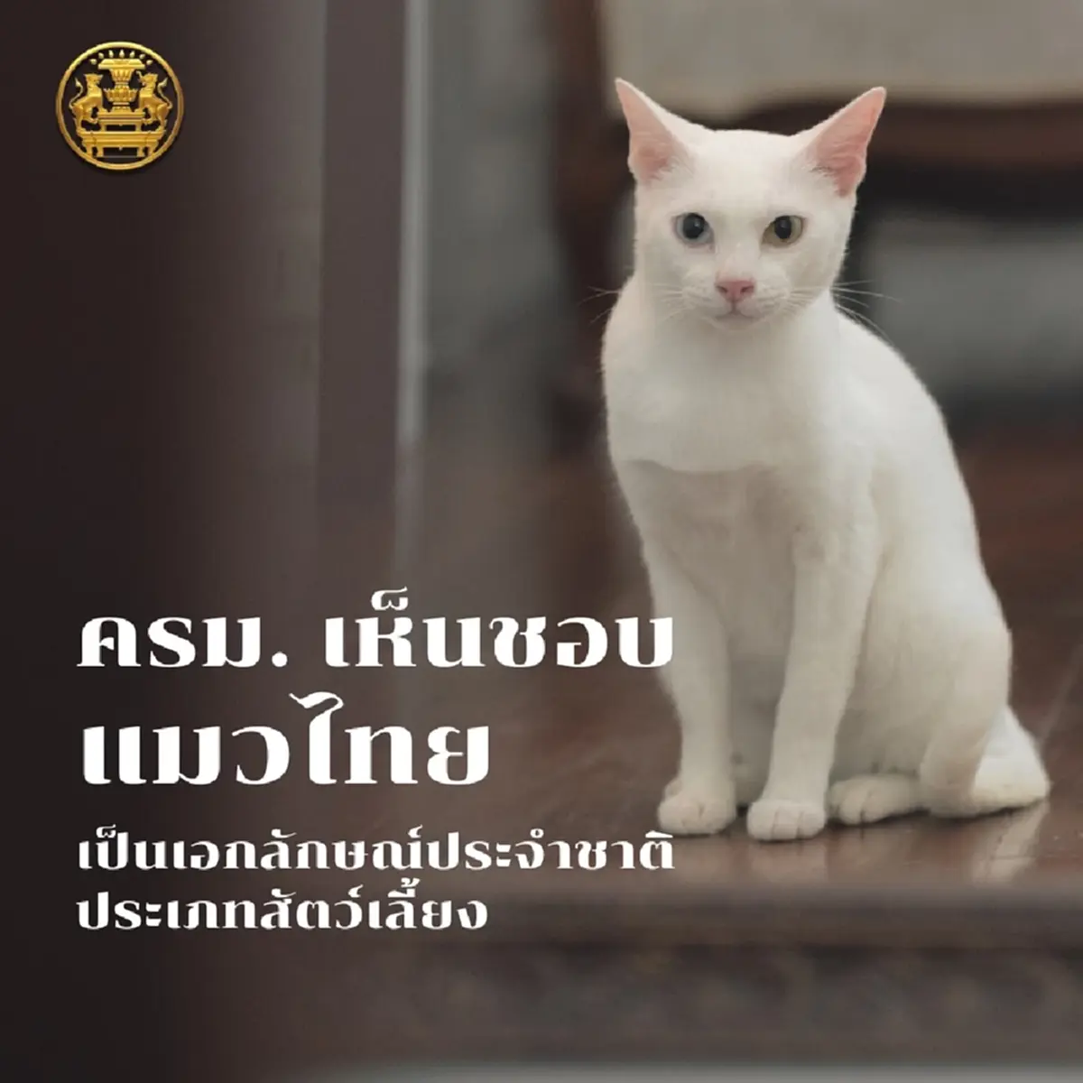 แมวไทยโบราณ 5 สายพันธุ์ มีความเก่าแก่ใกล้เคียงกับแมวอียิปต์