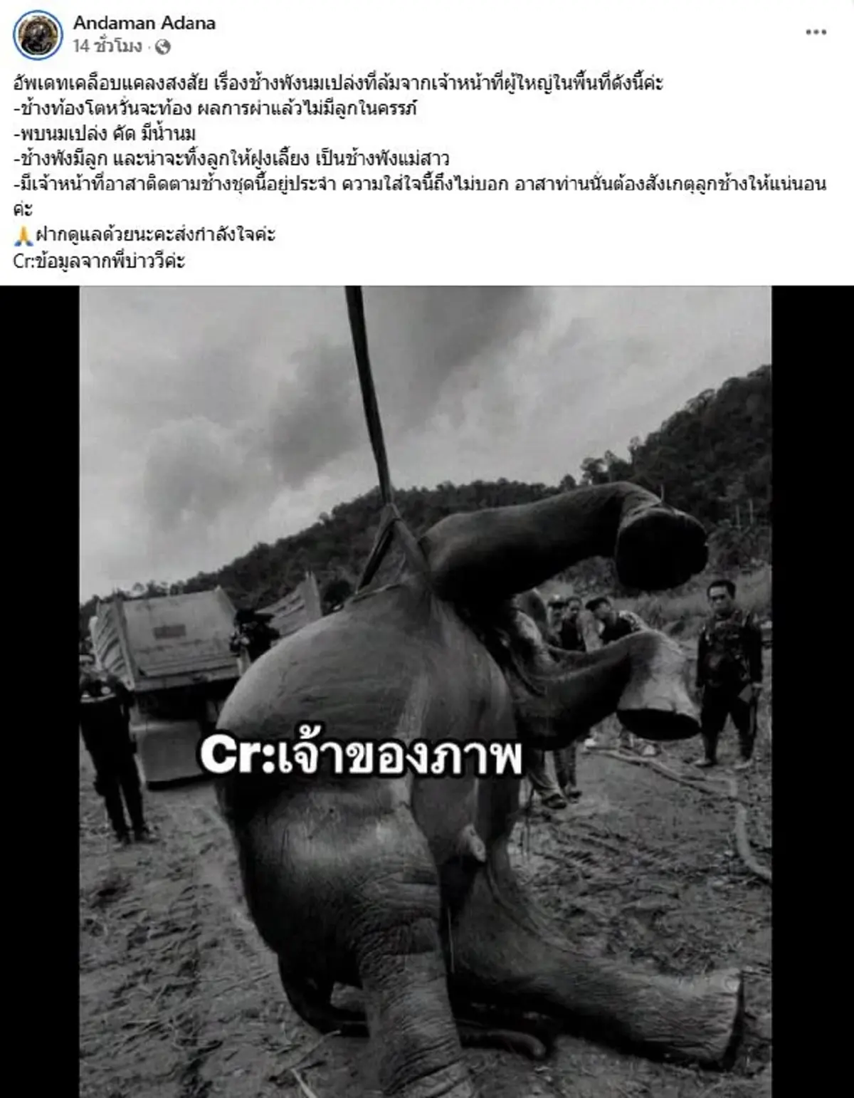 เศร้า เปิดข้อมูล 1 ใน 3 ช้างป่าถูกไฟช็อตล้ม ยิ่งสะเทือนใจ