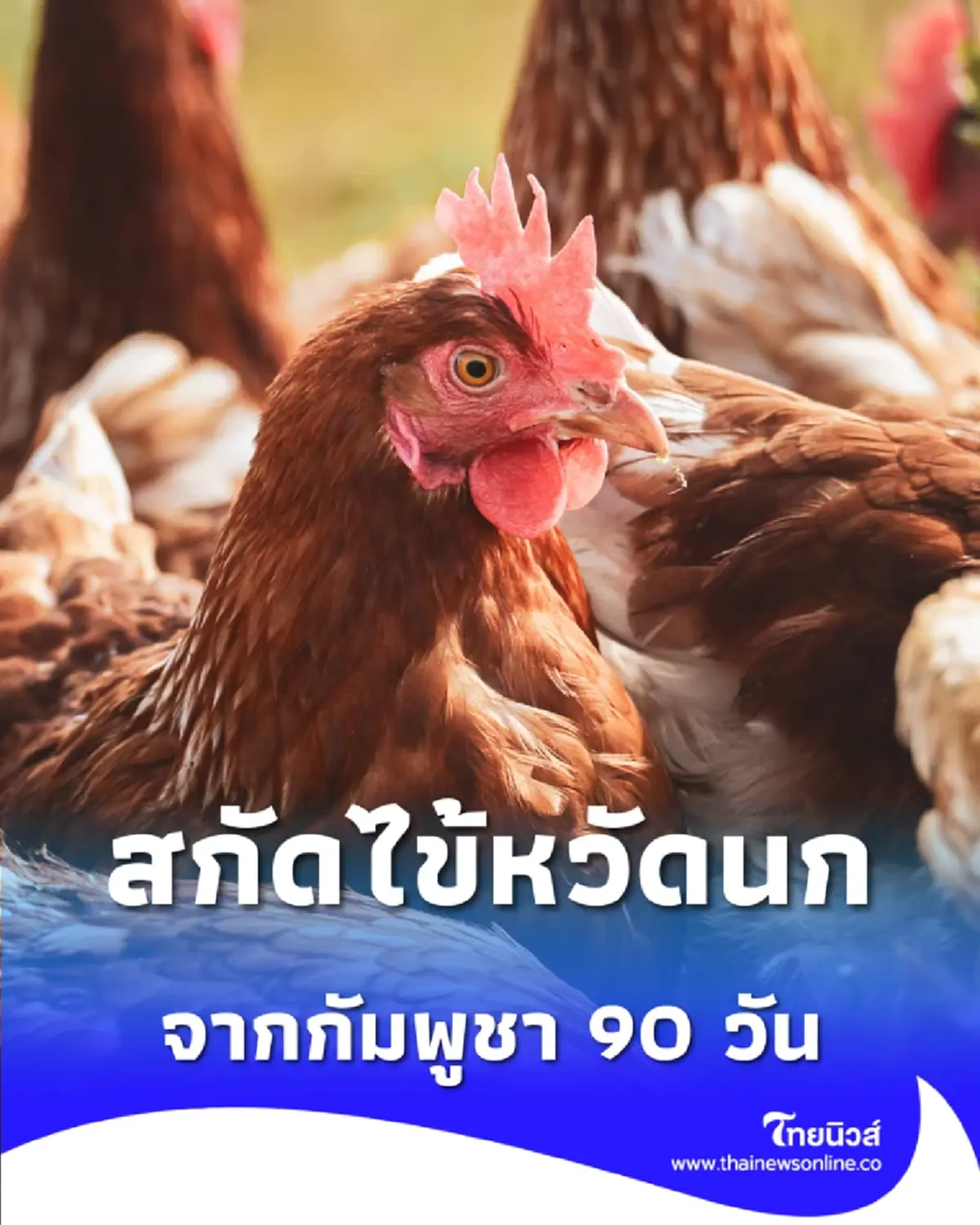 ปศุสัตว์เด็ดขาด ชะลอการนำเข้า สัตว์ปีก-ซากสัตว์ปีก จากกัมพูชา 90 วัน สกัดไข้หวัดนก H5N1