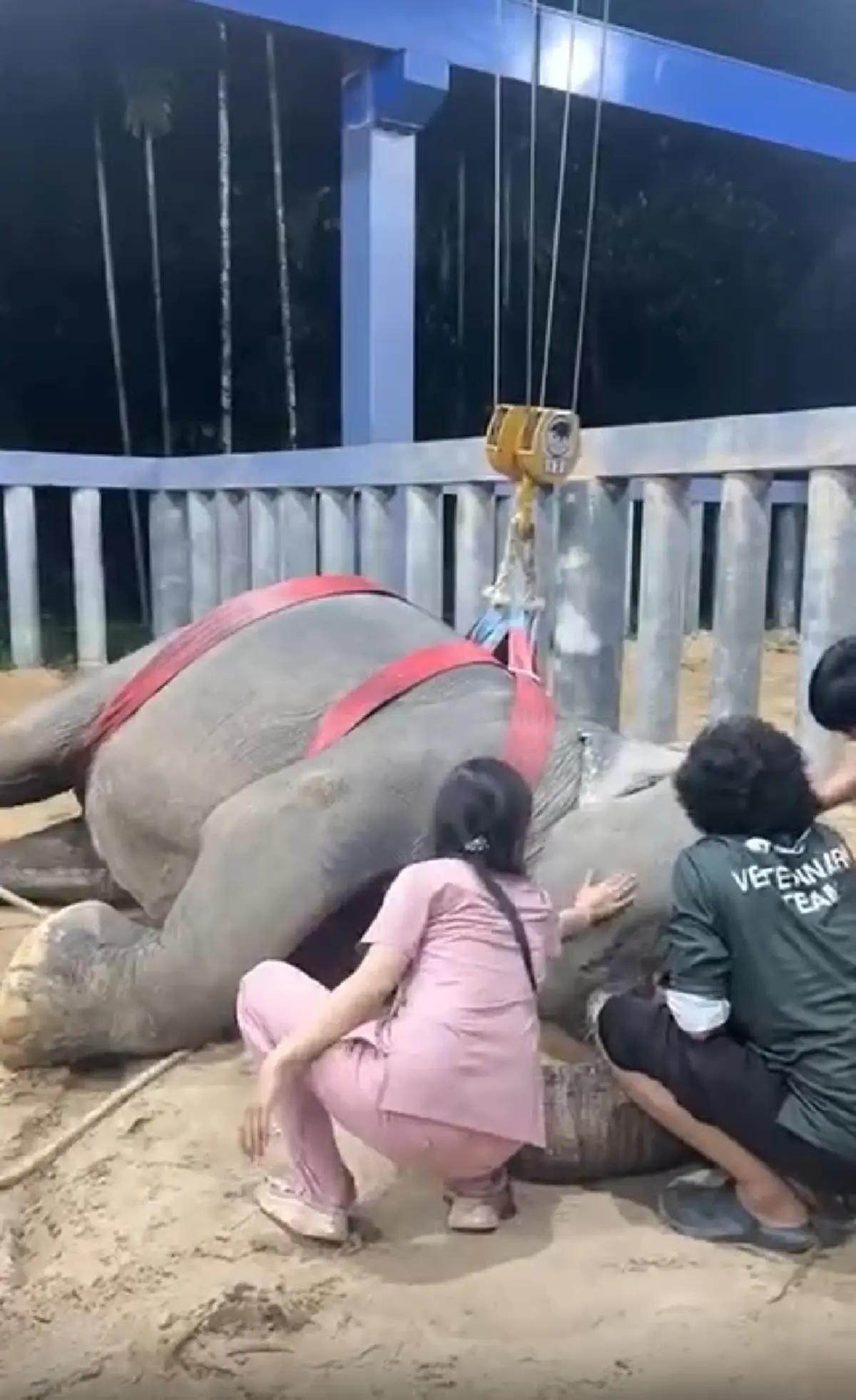 "หมอโบว์" จุกอก เล่าอาการสุดท้าย "พังสร้อยฟ้า" ก่อนสิ้นใจ