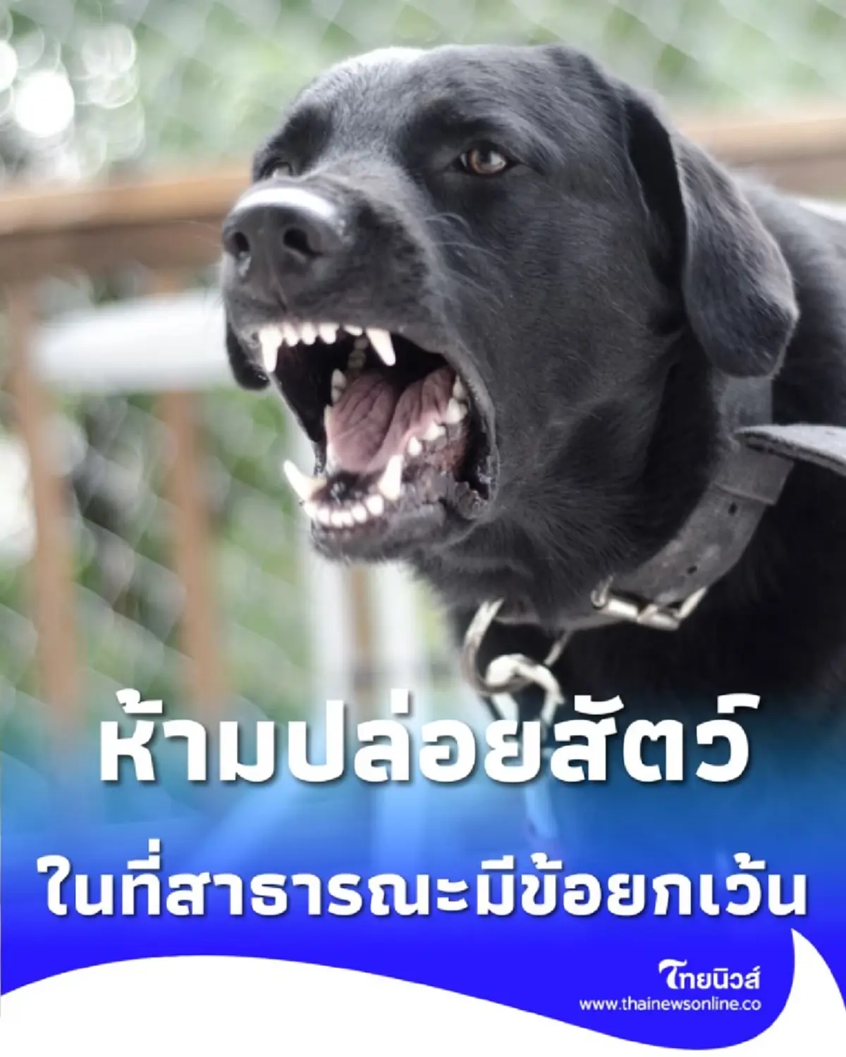 กฎใหม่ กทม. จำกัดจำนวนหมาแมว บังคับจดทะเบียนห้ามปล่อย มีข้อยกเว้น 