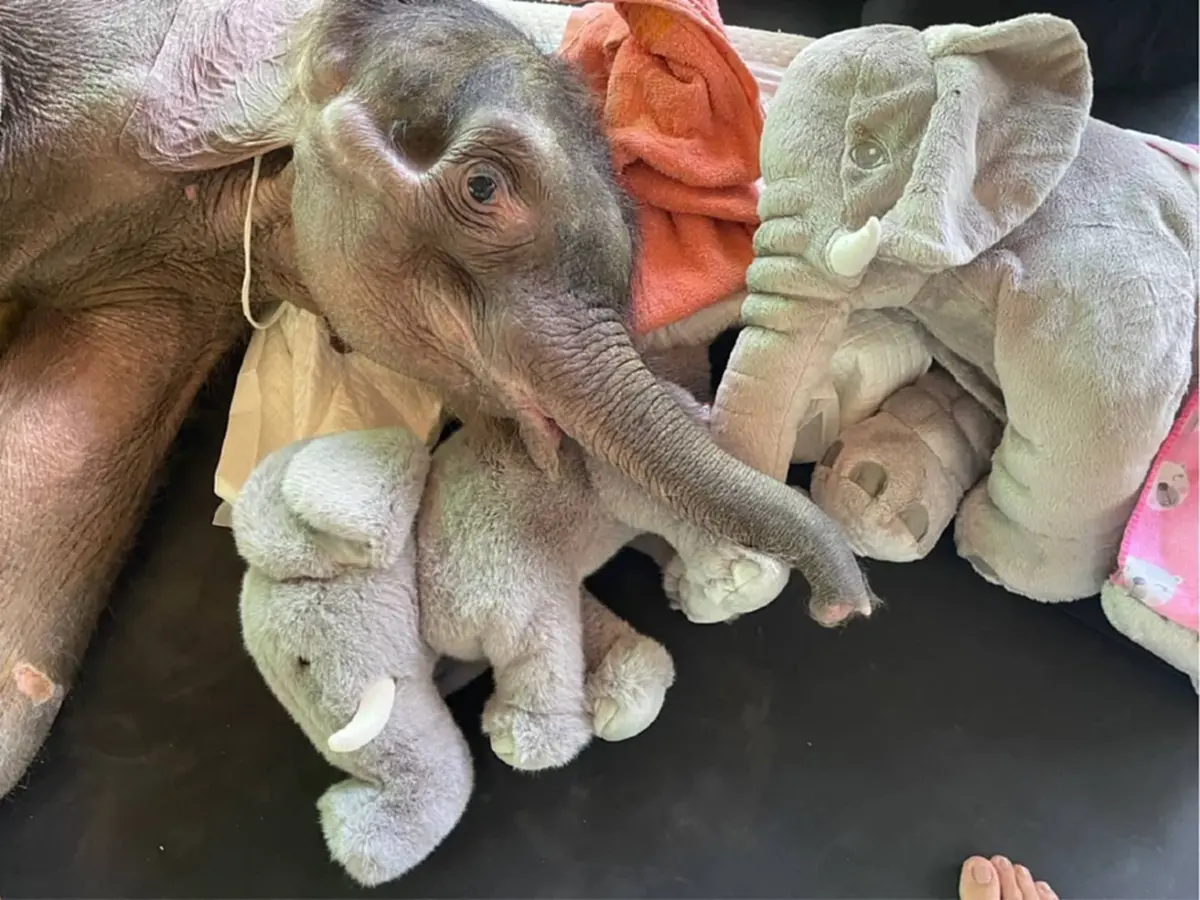 สู้ไม่ถอย น้องข้าวต้ม อาการน่าห่วง พบตับเป็นพังผืด หัวใจโต