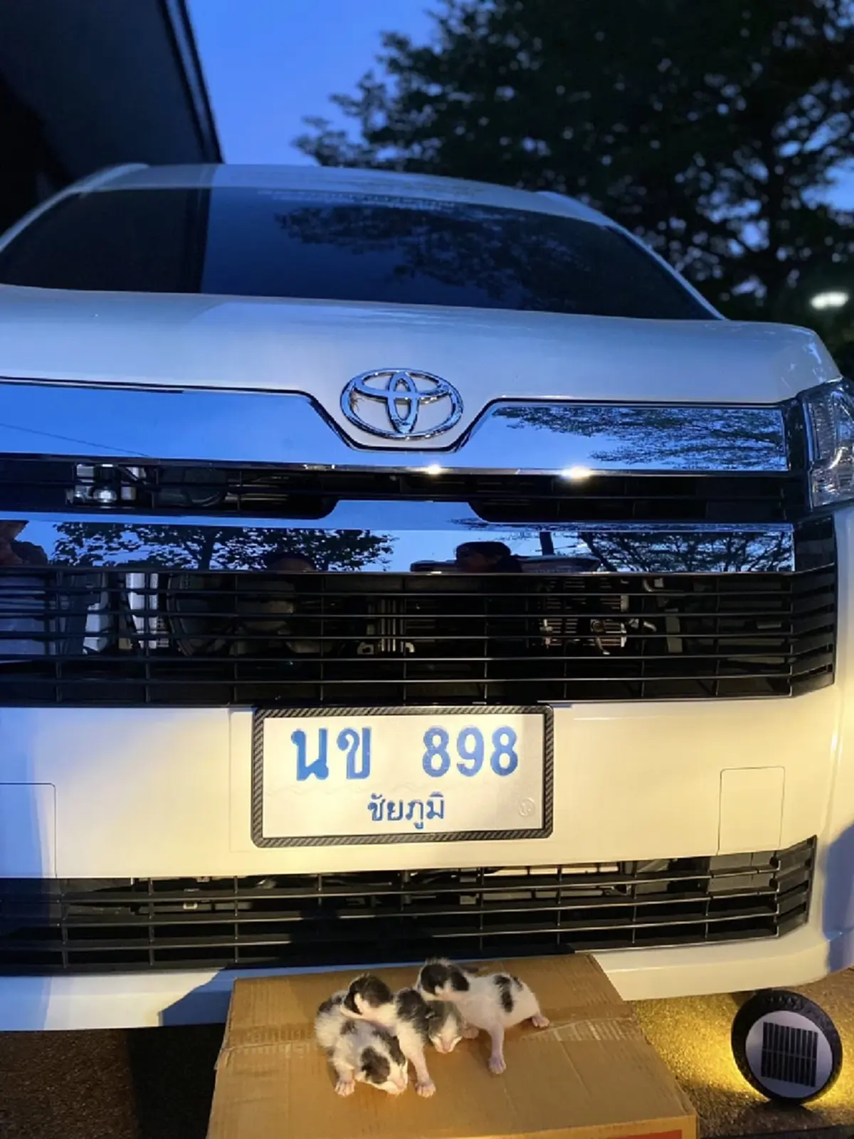 แม่แมวคลอดลูกใต้ท้องรถ หลวงปู่จื่อ พระเกจิ แห่ส่องเลขทะเบียน