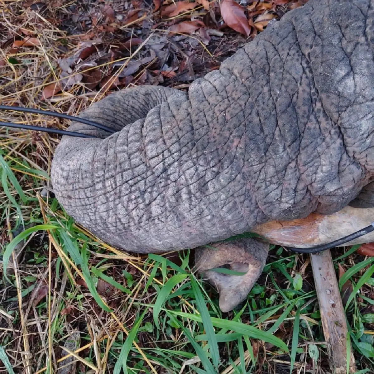 สลดหนัก ช้างป่าเขาคิชฌกูฏ ดับทีเดียว 3 ตัว สาเหตุสะเทือนใจ