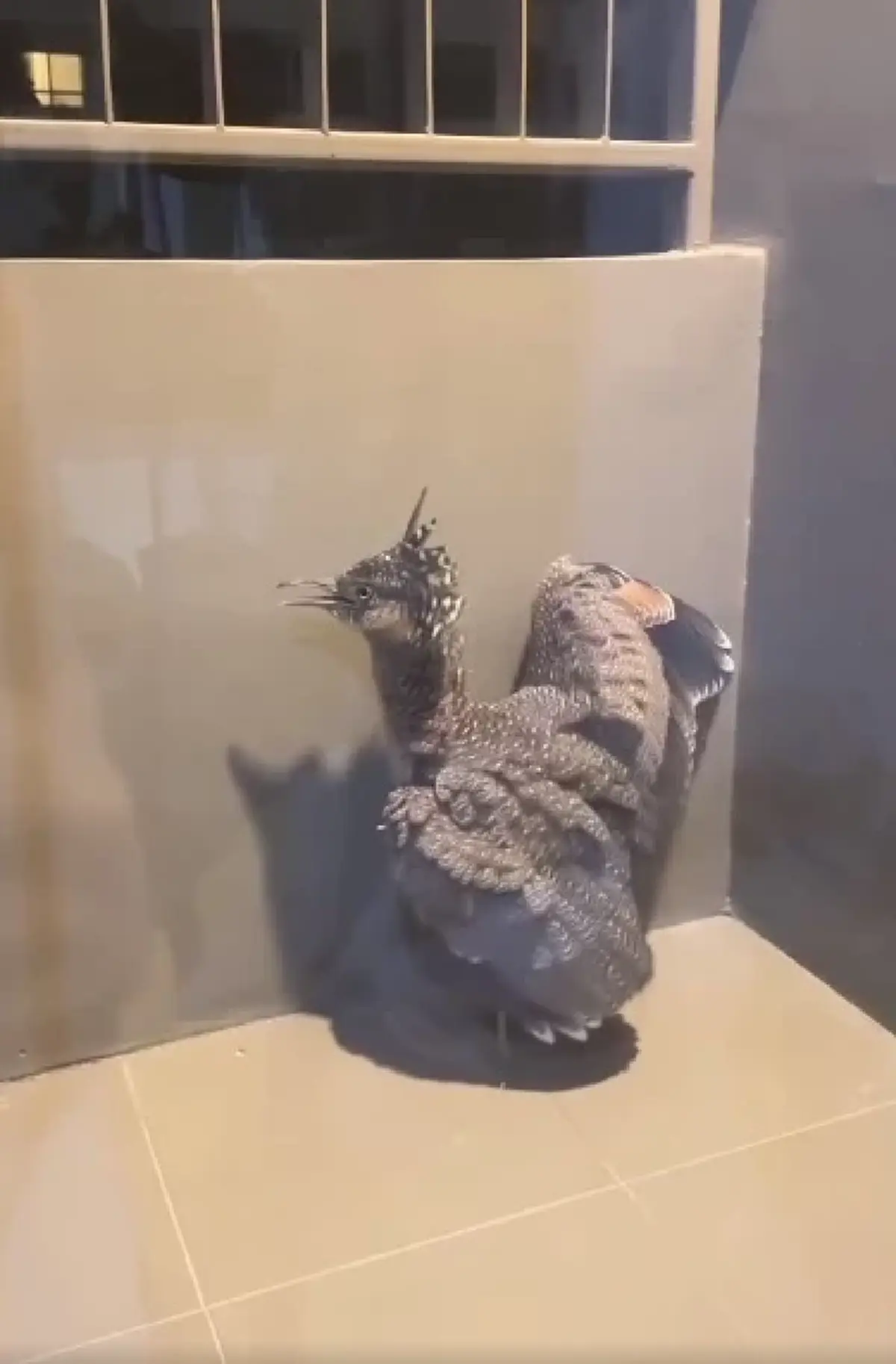 หนุ่มสงสัย นกอะไรบินเกาะระเบียงคอนโด ผู้รู้เฉลยนี่คือตัวละครลับในป่า