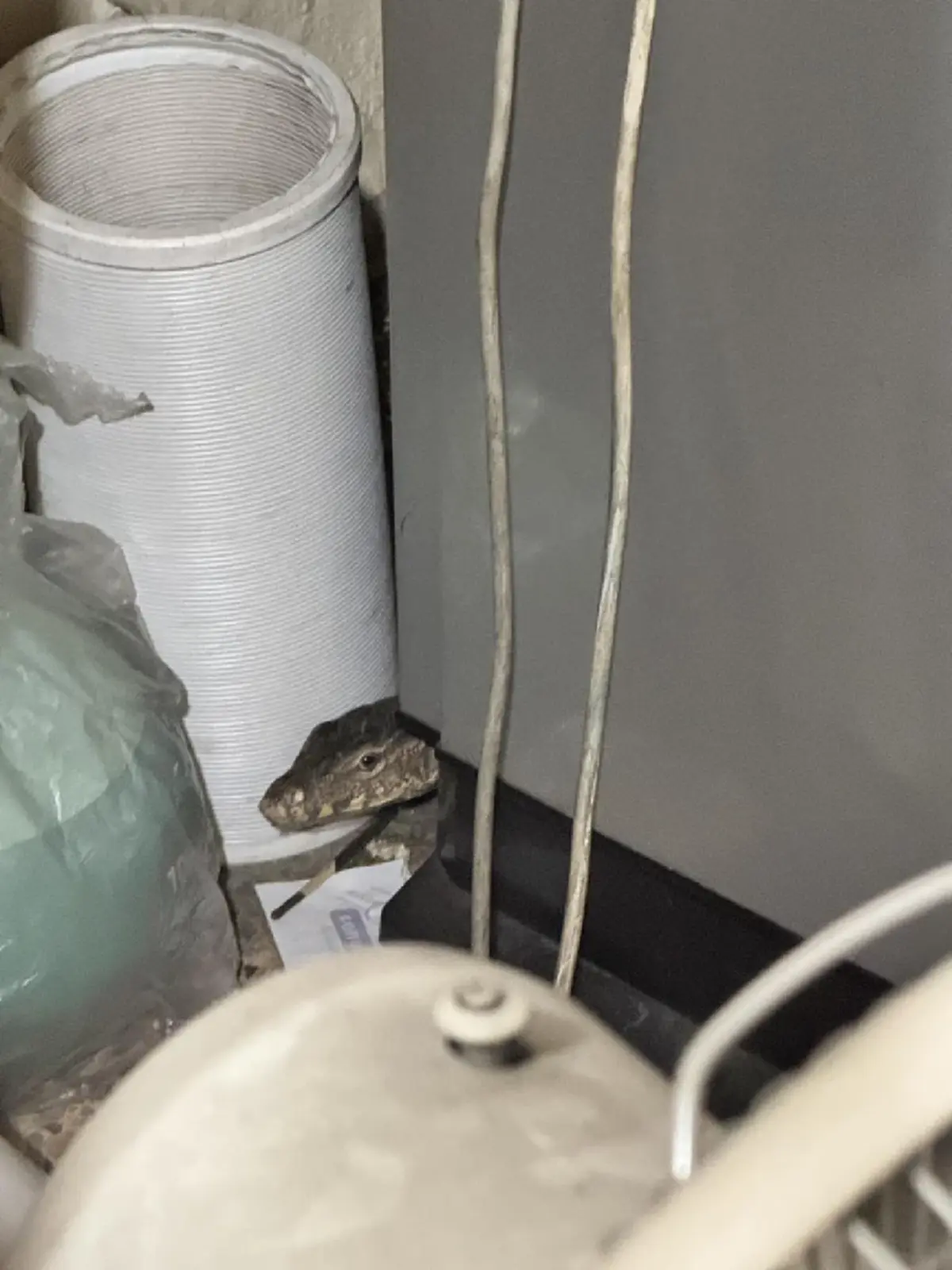 หนุ่มสงสัย งูอะไรเข้าบ้าน มีพิษไหม ชาวเน็ตแห่ขอบ้านเลขที่