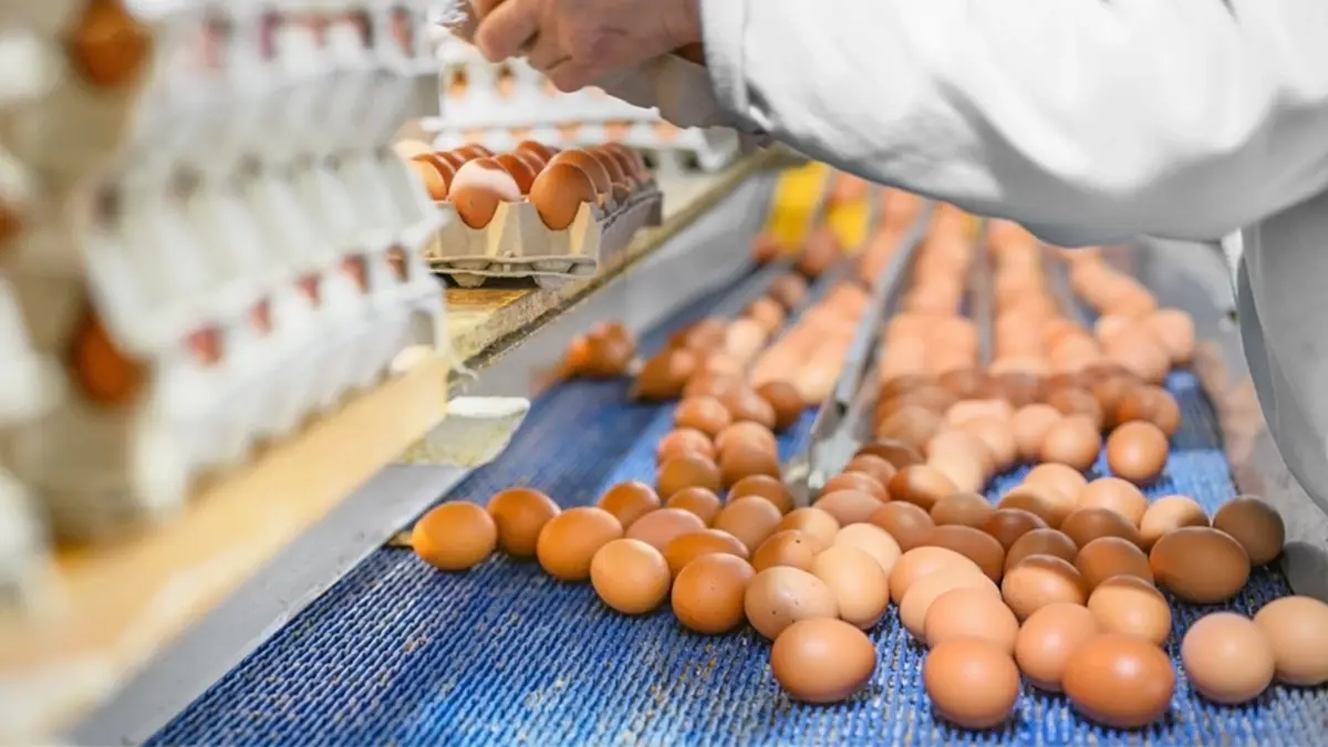 ผู้บริโภคยิ้ม แต่เกษตรกรเครียด ราคาไข่ไก่ร่วงต่อเนื่อง 