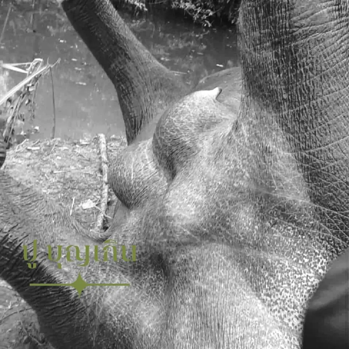 จนท.อาวุโสเห็นภาพช้างล้ม 3 ตัว เย็นวาบ ขออย่าเป็นอย่างที่คิด