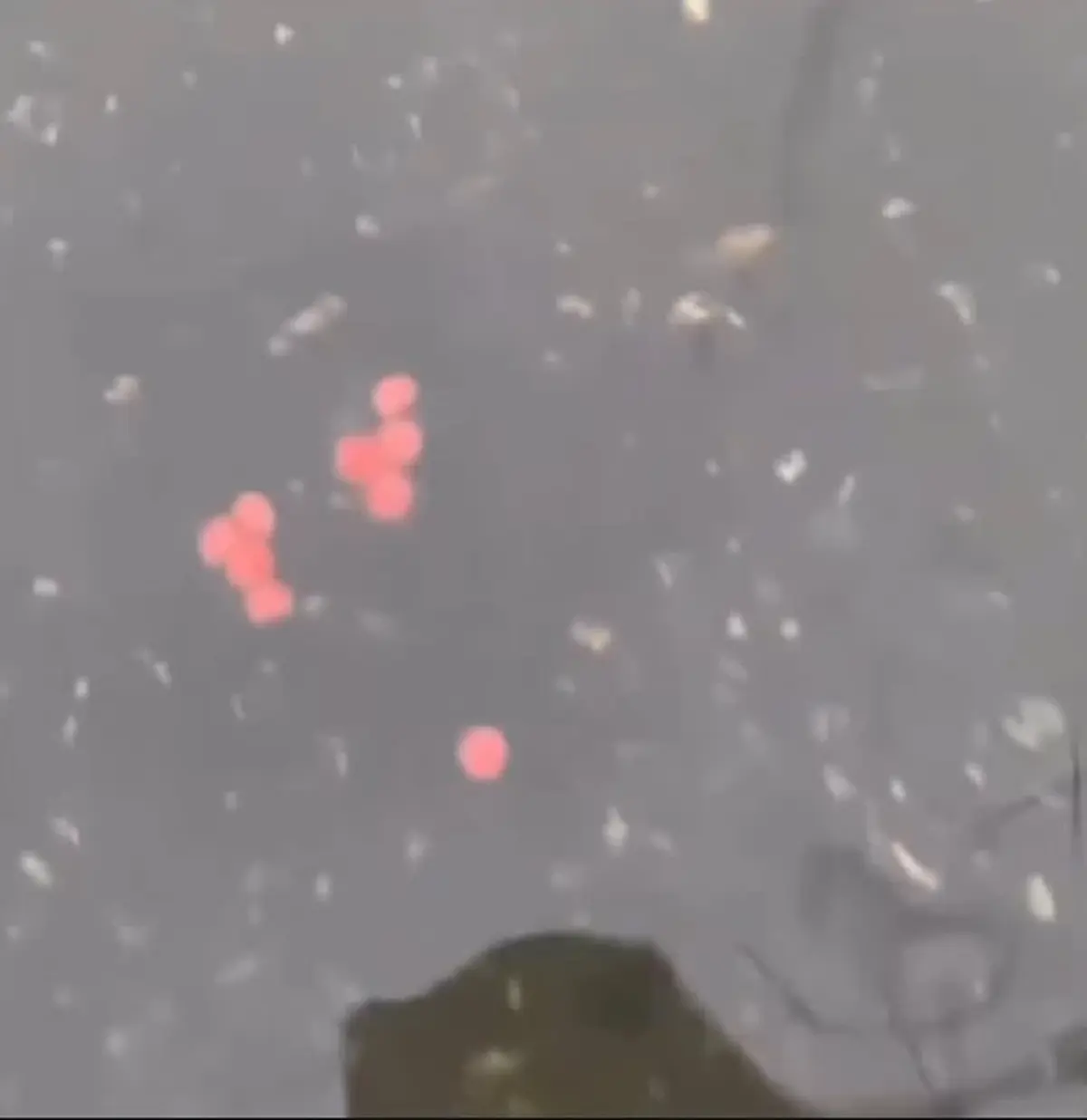 ป.ป.ส.แจงแล้ว เม็ดส้มๆลอยตามน้ำ ที่แท้เข้าใจผิดกันหมด