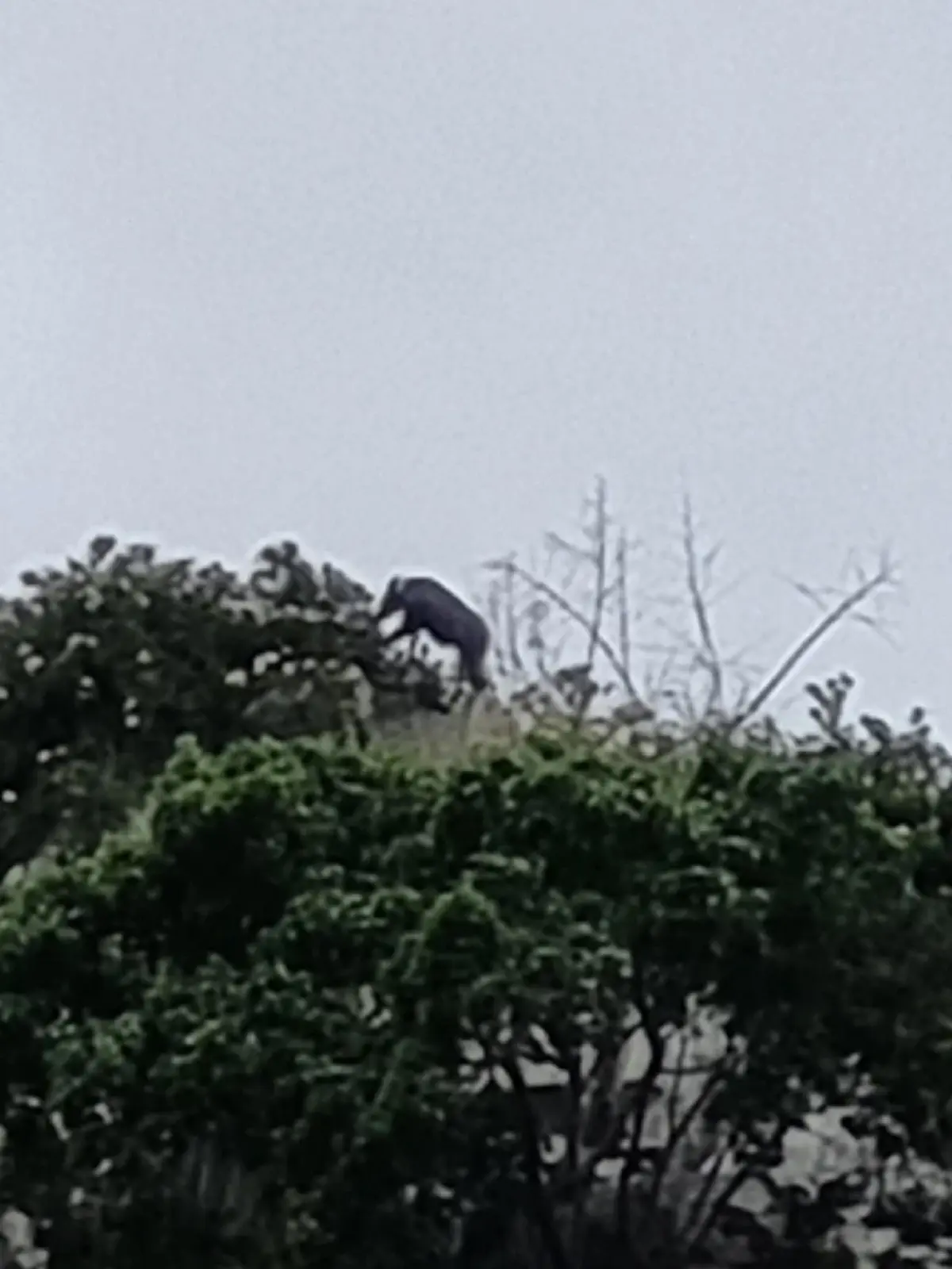 เป็นบุญตา รู้แล้วคือตัวอะไร โผล่บนยอดเขา ชาวเน็ตบอก คุณโชคดีมาก