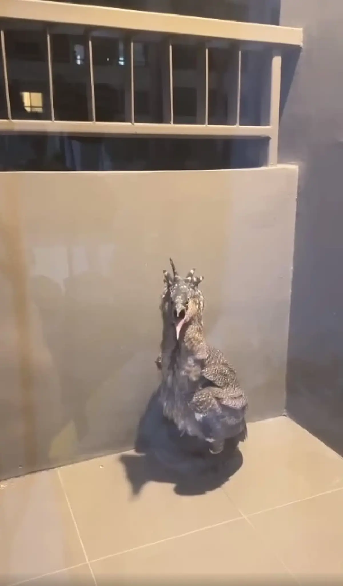 หนุ่มสงสัย นกอะไรบินเกาะระเบียงคอนโด ผู้รู้เฉลยนี่คือตัวละครลับในป่า