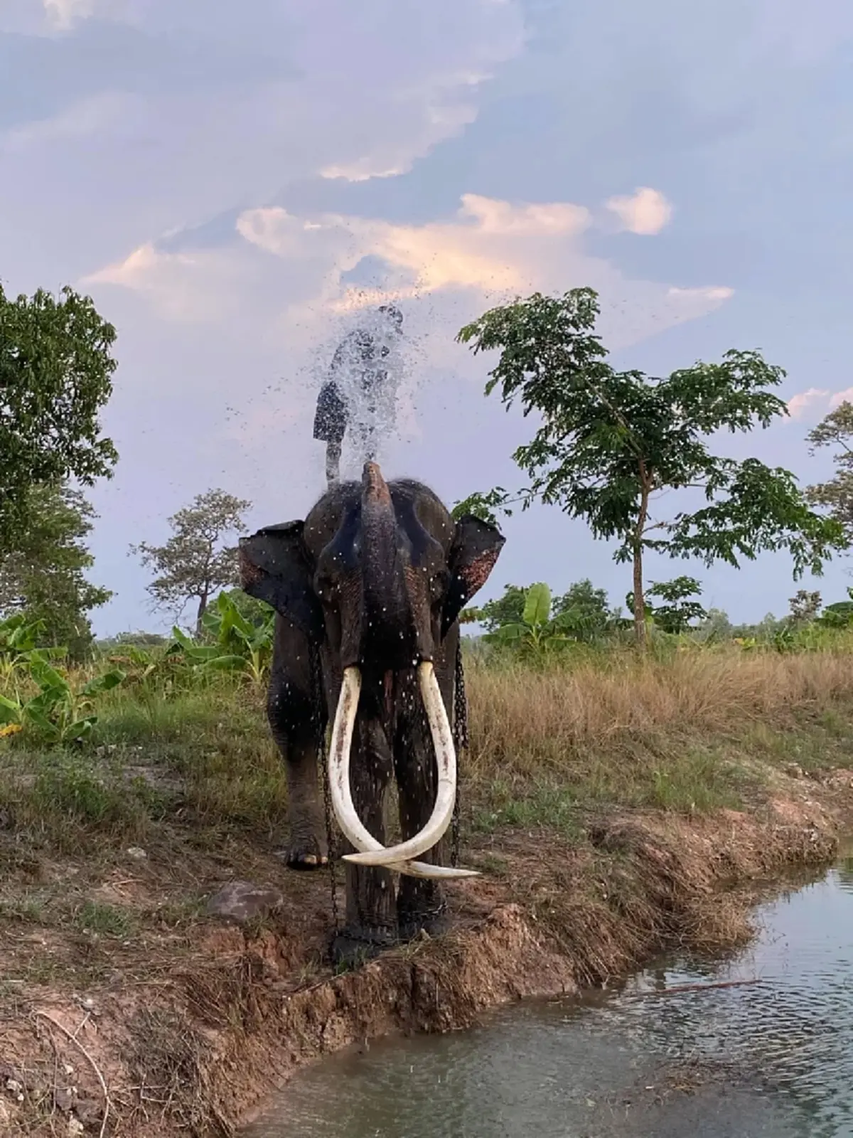 เศร้า "พลายสมคิด" ช้างงางามล้มแล้ว จากไปกะทันหันไม่ทันตั้งตัว
