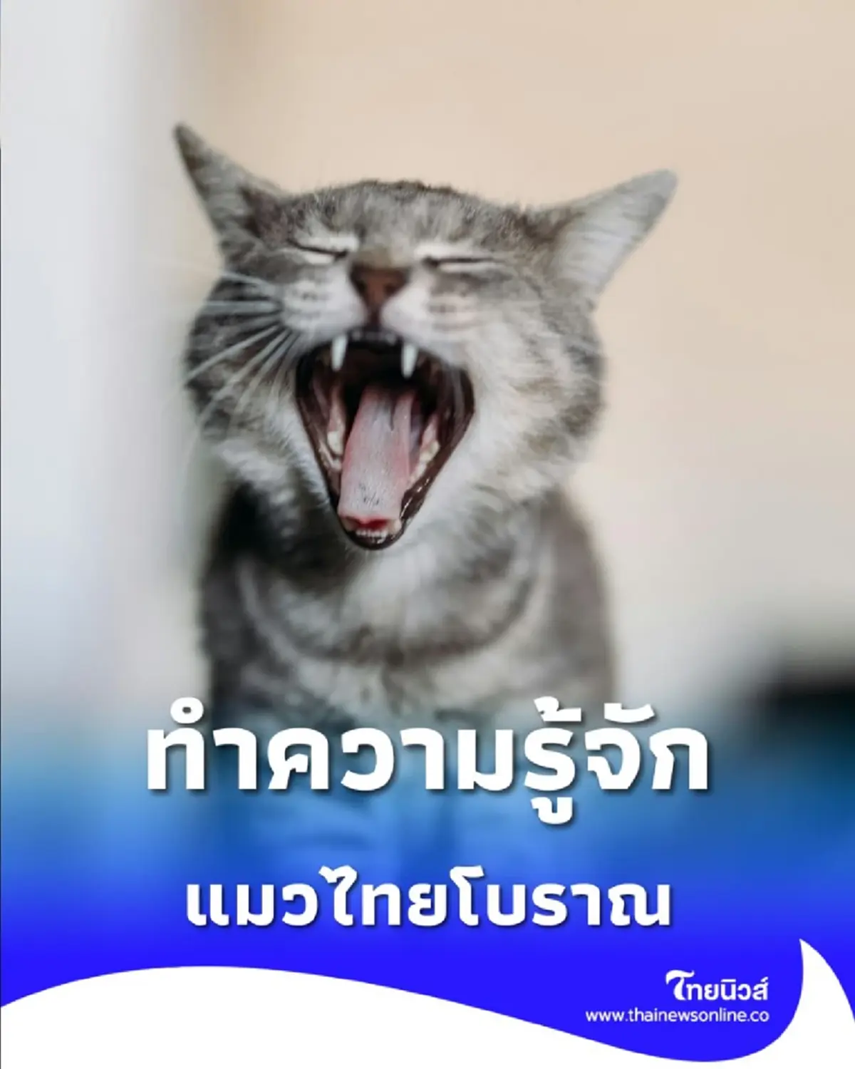 แมวไทยโบราณ 5 สายพันธุ์ มีความเก่าแก่ใกล้เคียงกับแมวอียิปต์