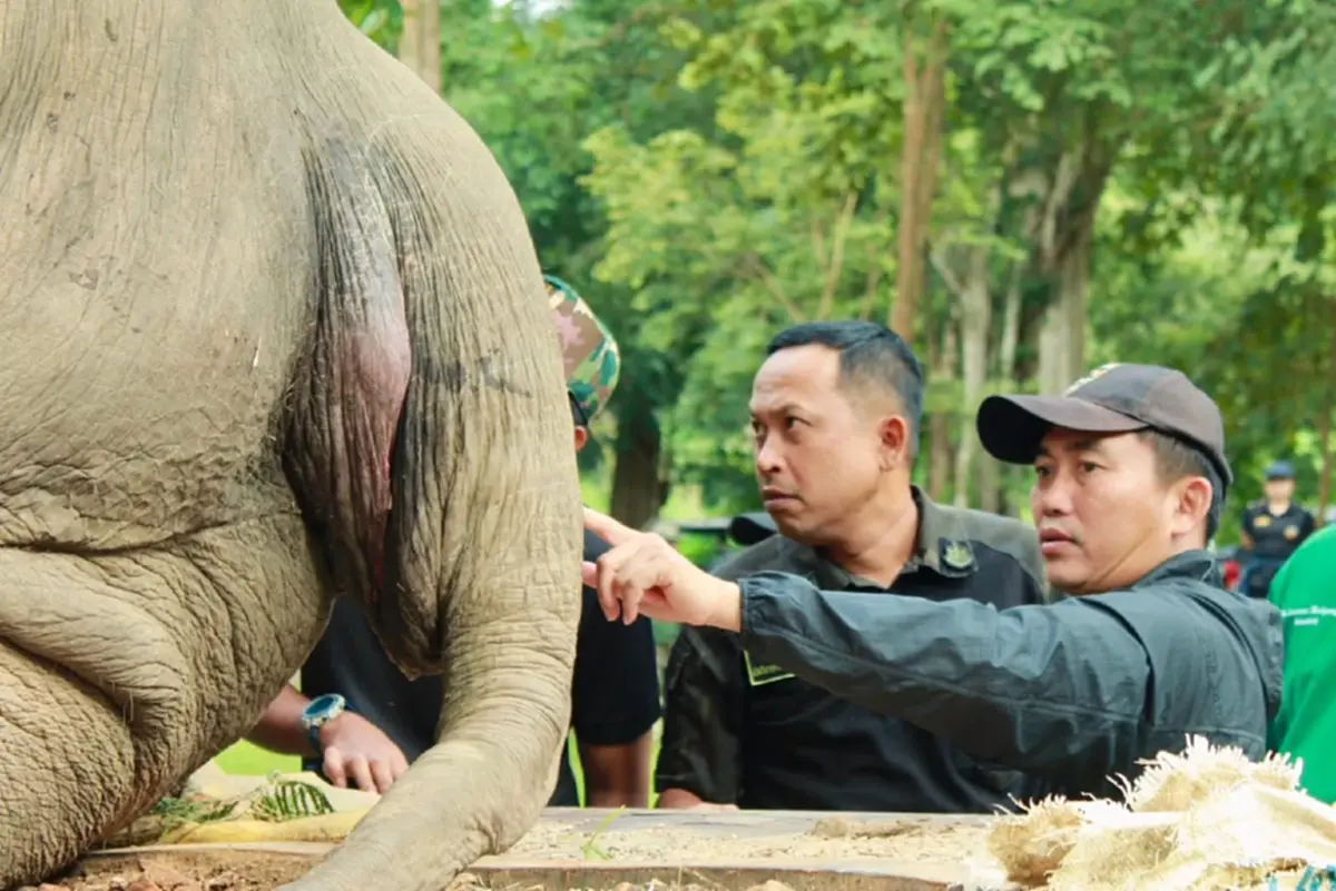 เศร้าอีก“ช้างป่า”แก่งกระจานถูกไฟช็อตดับสลด เร่งหาพยานหลักฐาน