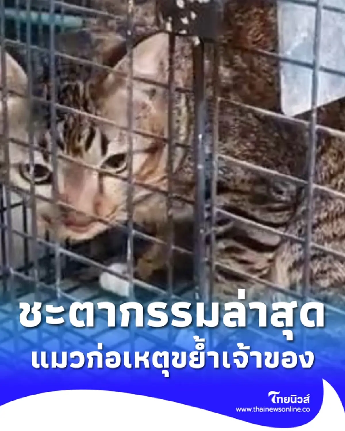 ชะตากรรมล่าสุด แมวที่ขย้ำเจ้าของวัย 83 ปี จนอาการสาหัส